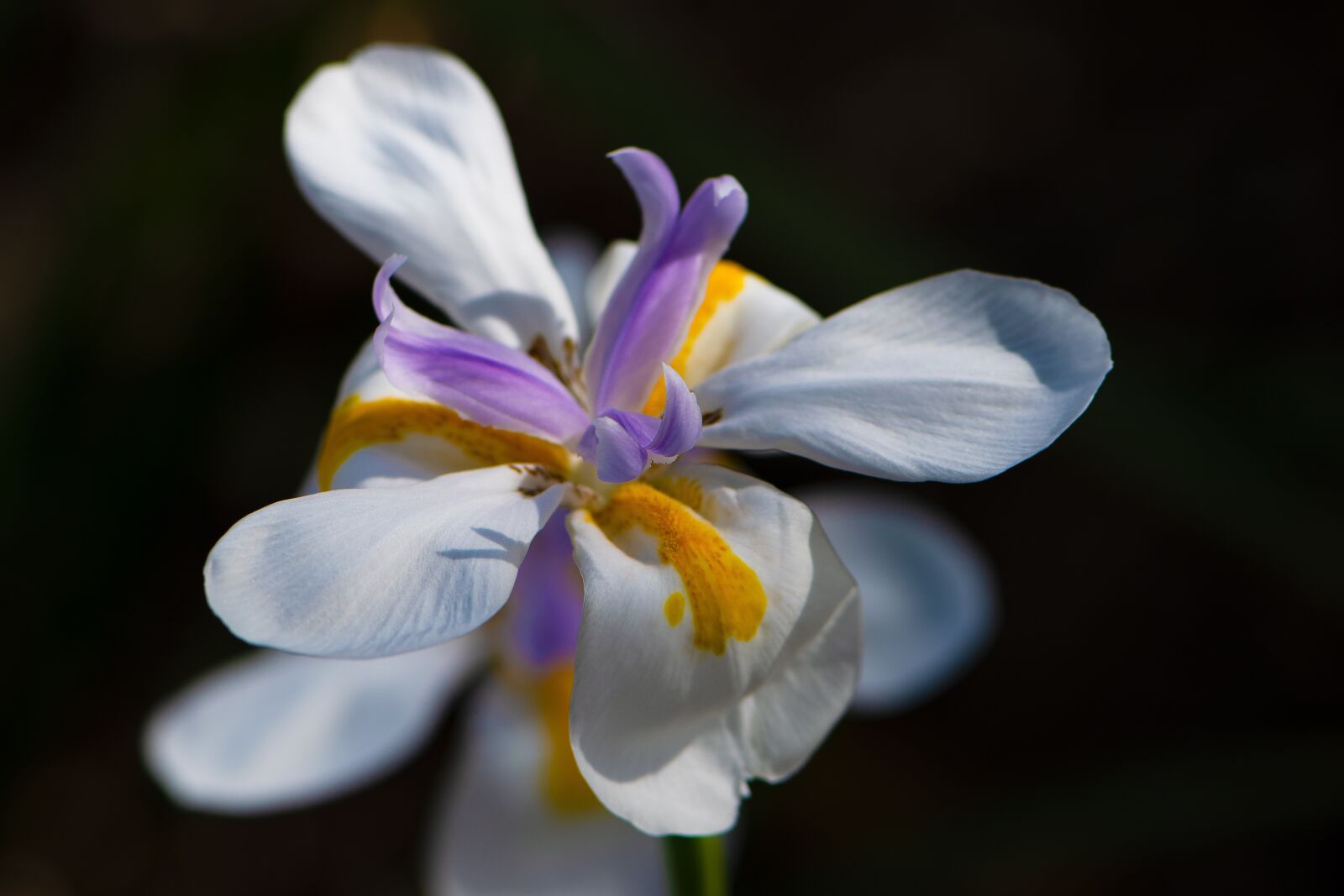 Nikon D5600 sample photo. Happy passover, mothers day photography