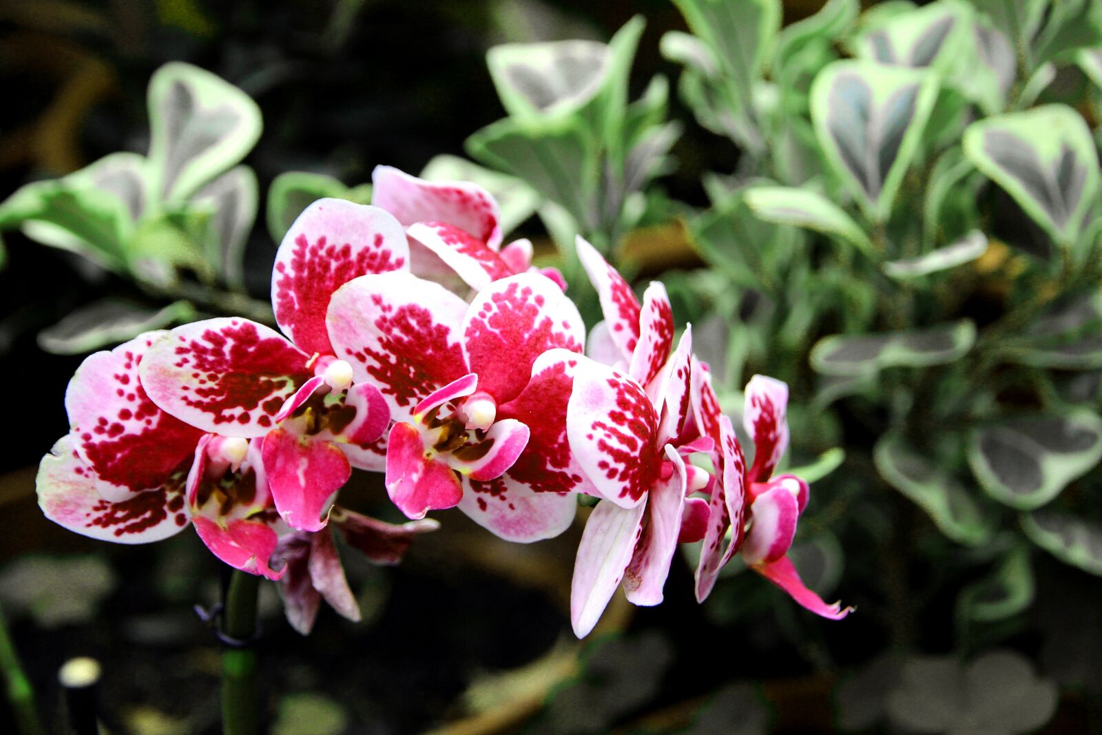 Canon EOS 650D (EOS Rebel T4i / EOS Kiss X6i) sample photo. Orchid, flowers, beautiful flower photography