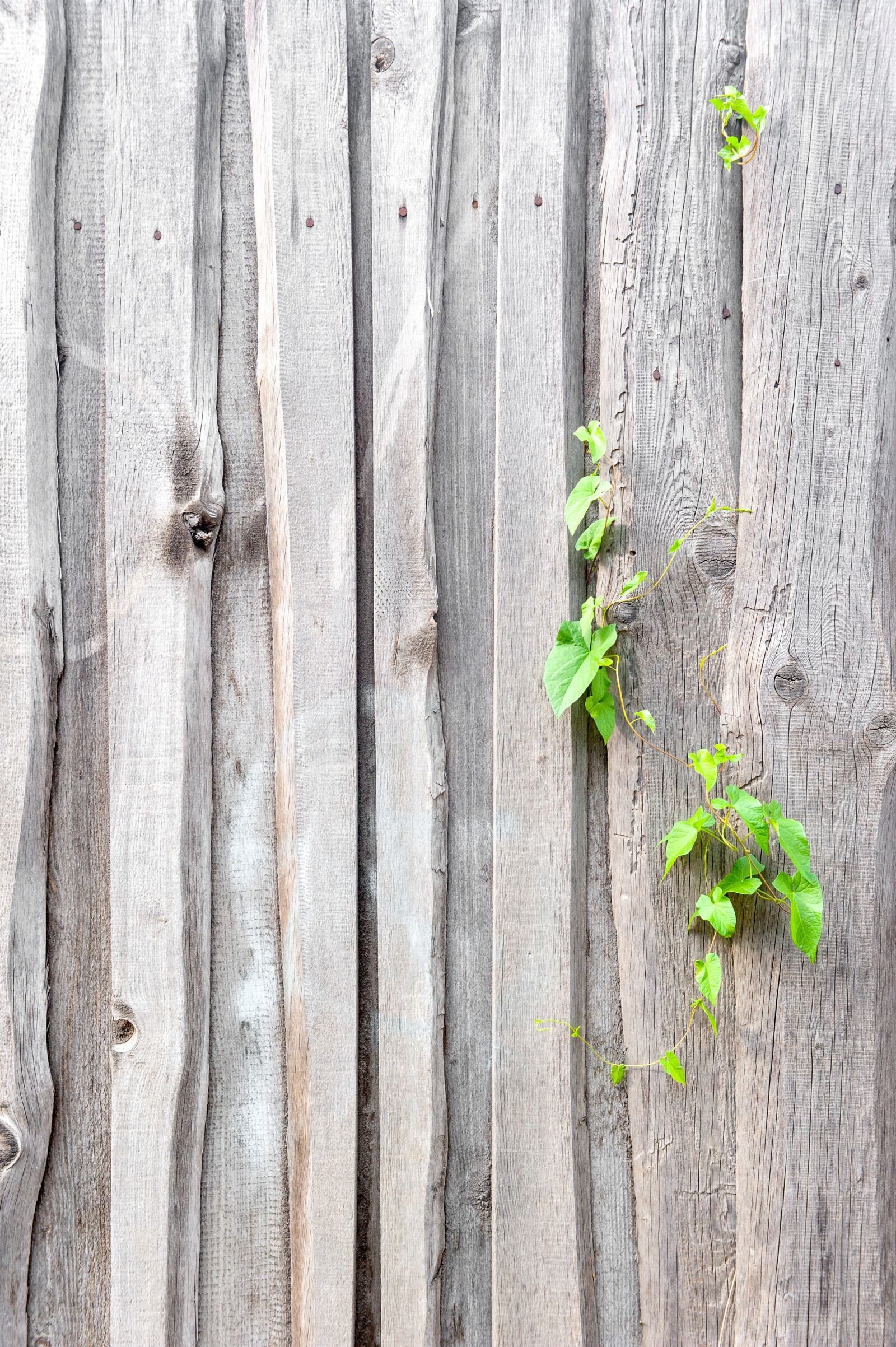 Nikon D700 sample photo. Fence, texture, old photography