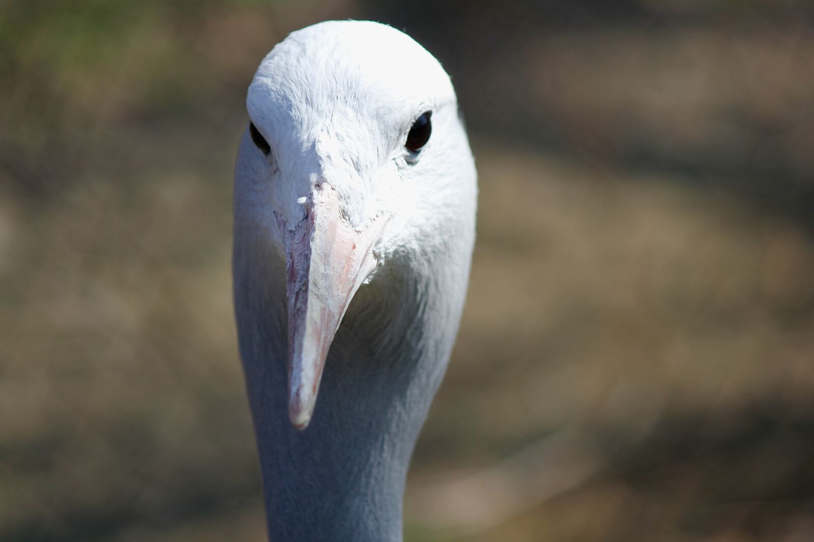 Canon EOS 550D (EOS Rebel T2i / EOS Kiss X4) sample photo. Bird, crane, tomato photography