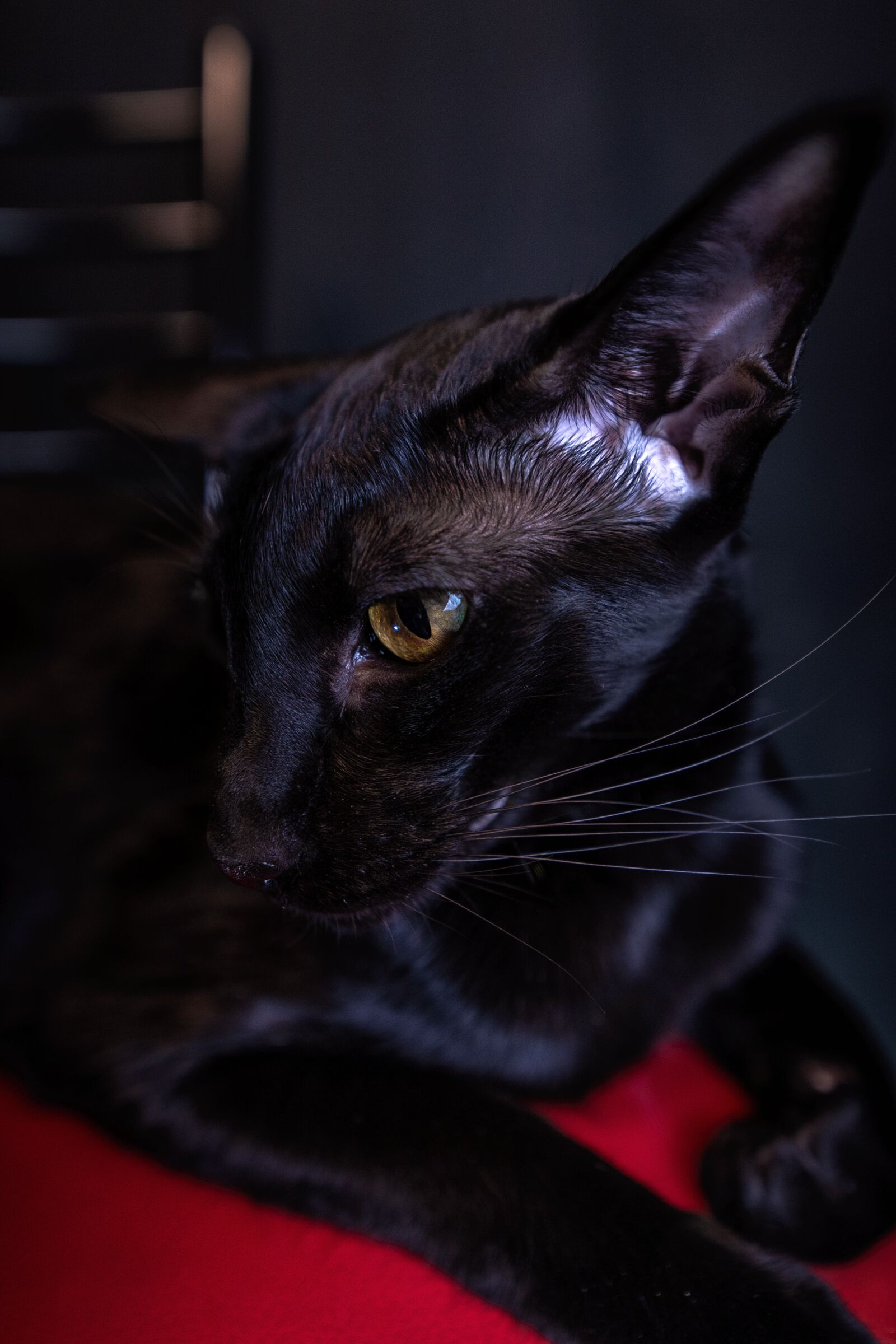 Nikon D750 sample photo. Cat, oriental, black photography