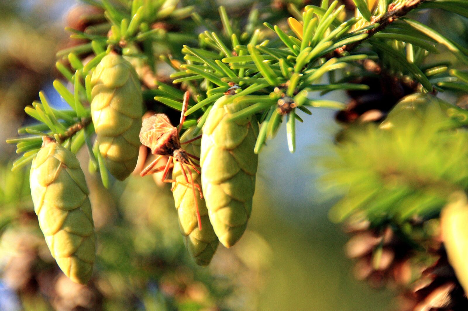 Canon EOS 450D (EOS Rebel XSi / EOS Kiss X2) sample photo. Tap, pine cones, insect photography