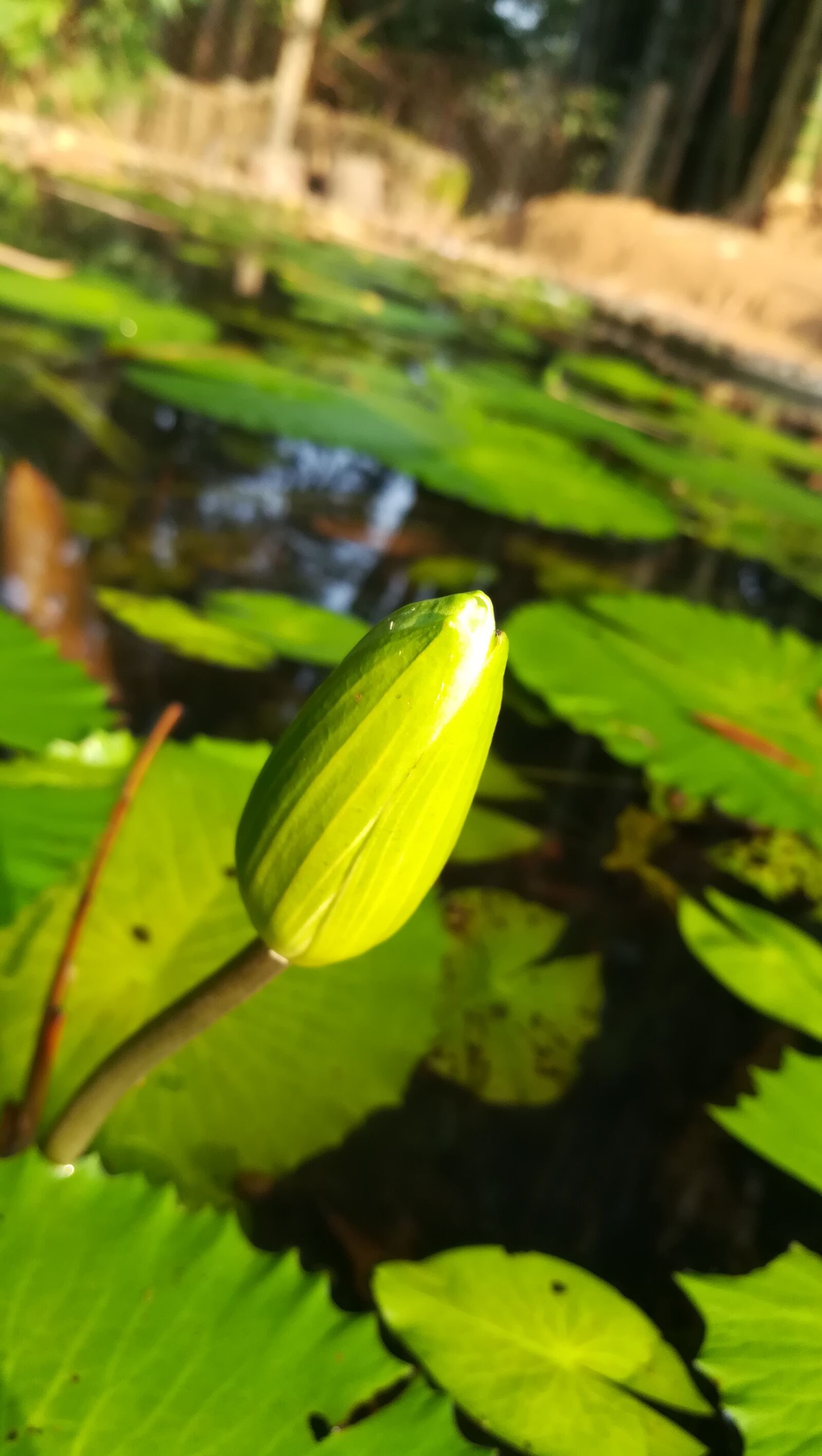 HUAWEI honor 6x sample photo. Lotus flower, water lilly photography