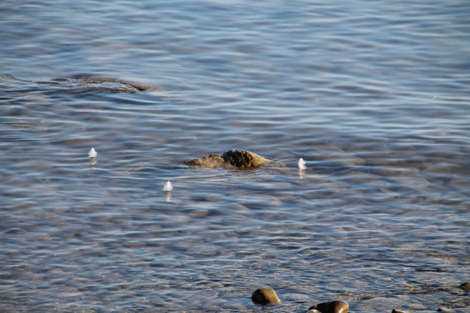 Canon EOS 1100D (EOS Rebel T3 / EOS Kiss X50) sample photo. Water, feather, lake photography