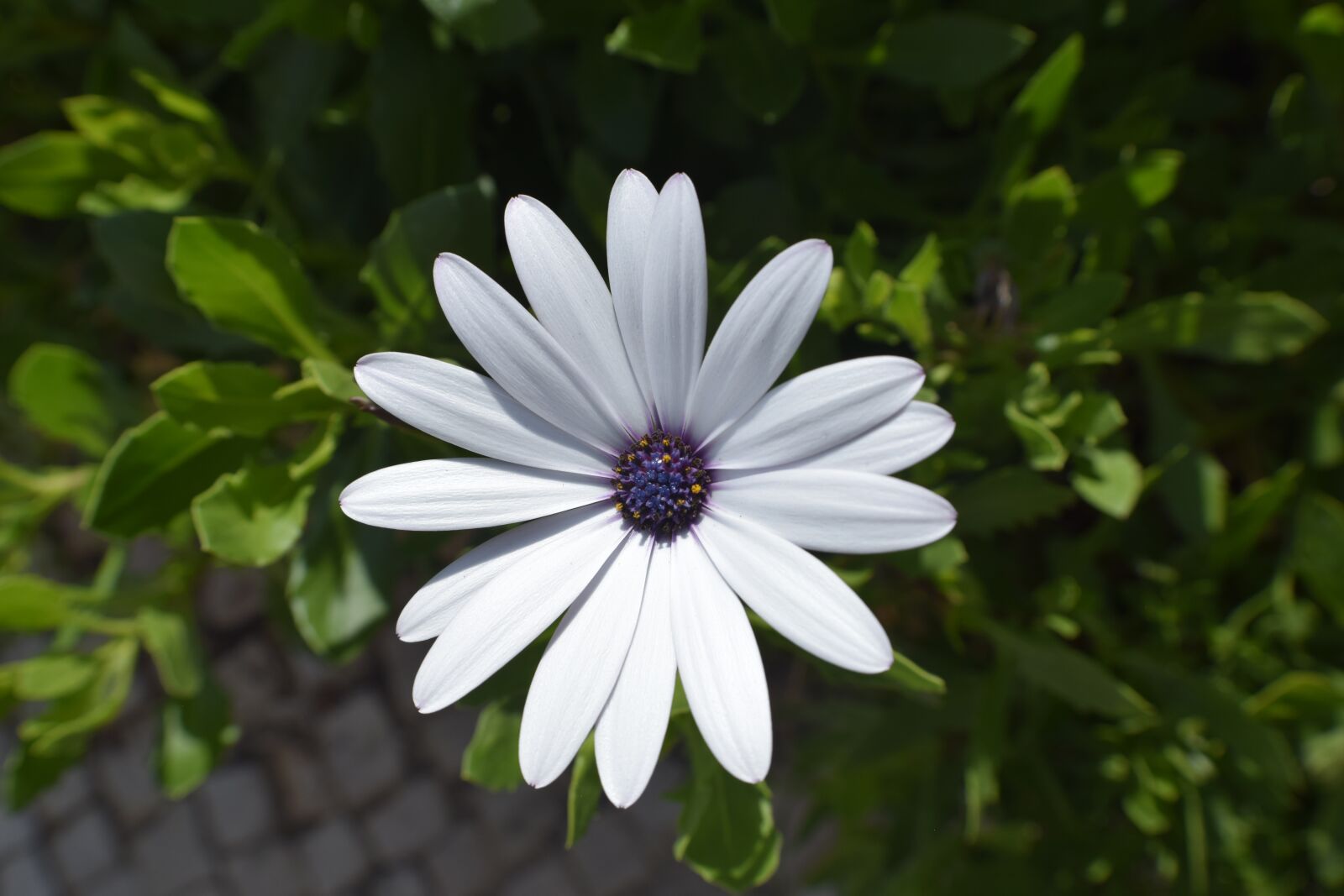 Nikon D3300 sample photo. Flowers, portugal, sun photography