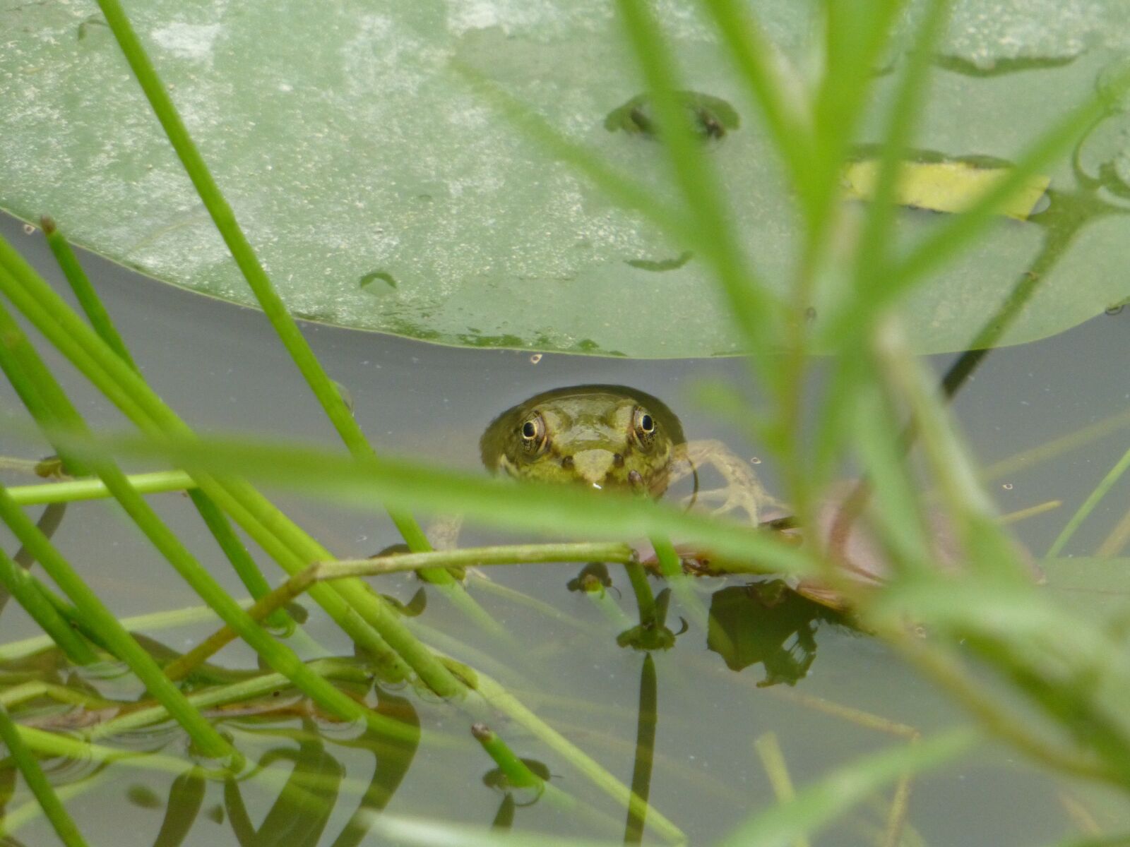 Panasonic DMC-ZS19 sample photo. Wildlife, pond, green frog photography