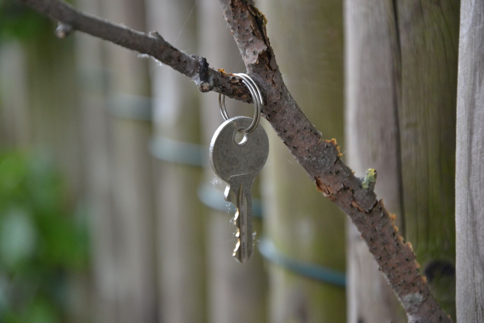 Nikon D3100 sample photo. Key, branch, fence photography