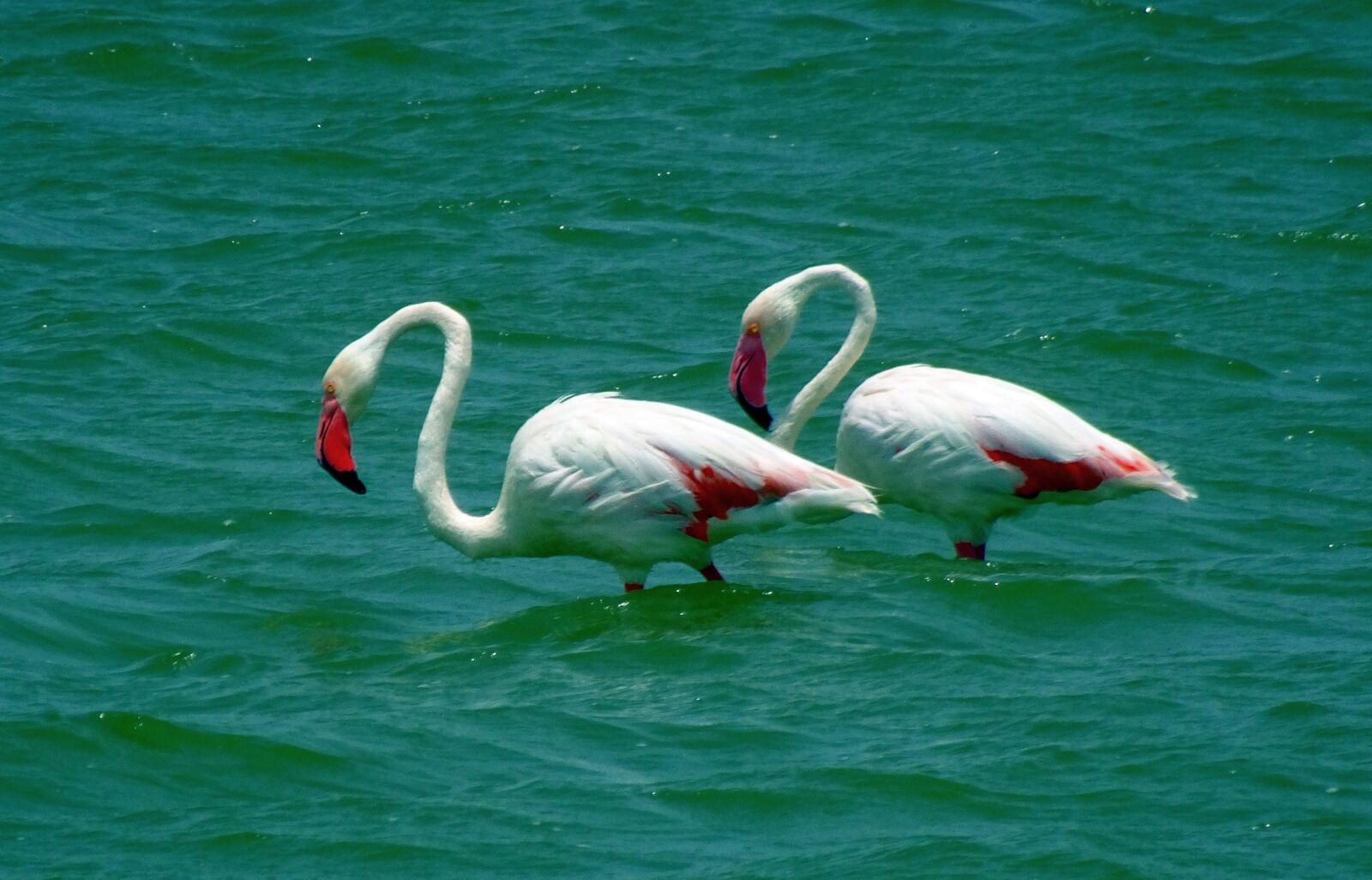 Sony Cyber-shot DSC-HX90V sample photo. Bird, greater flamingo, phoenicopterus photography
