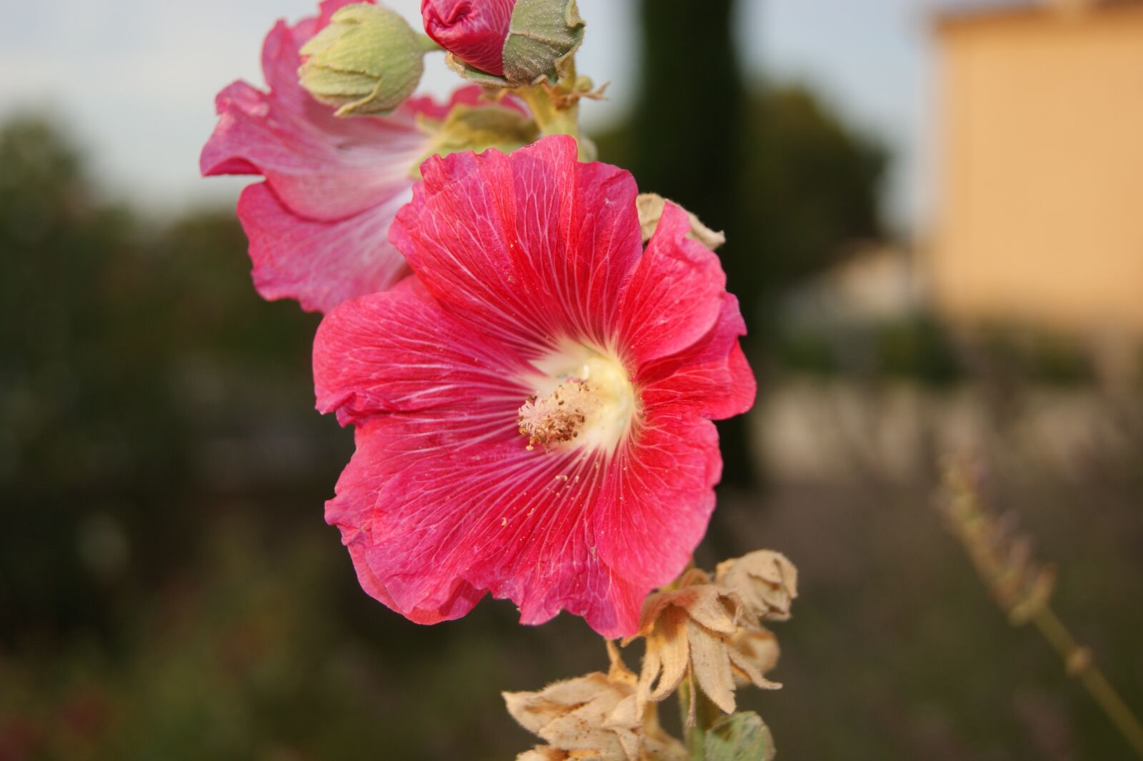 Sony Alpha DSLR-A290 sample photo. Flower, pink, pink flowers photography