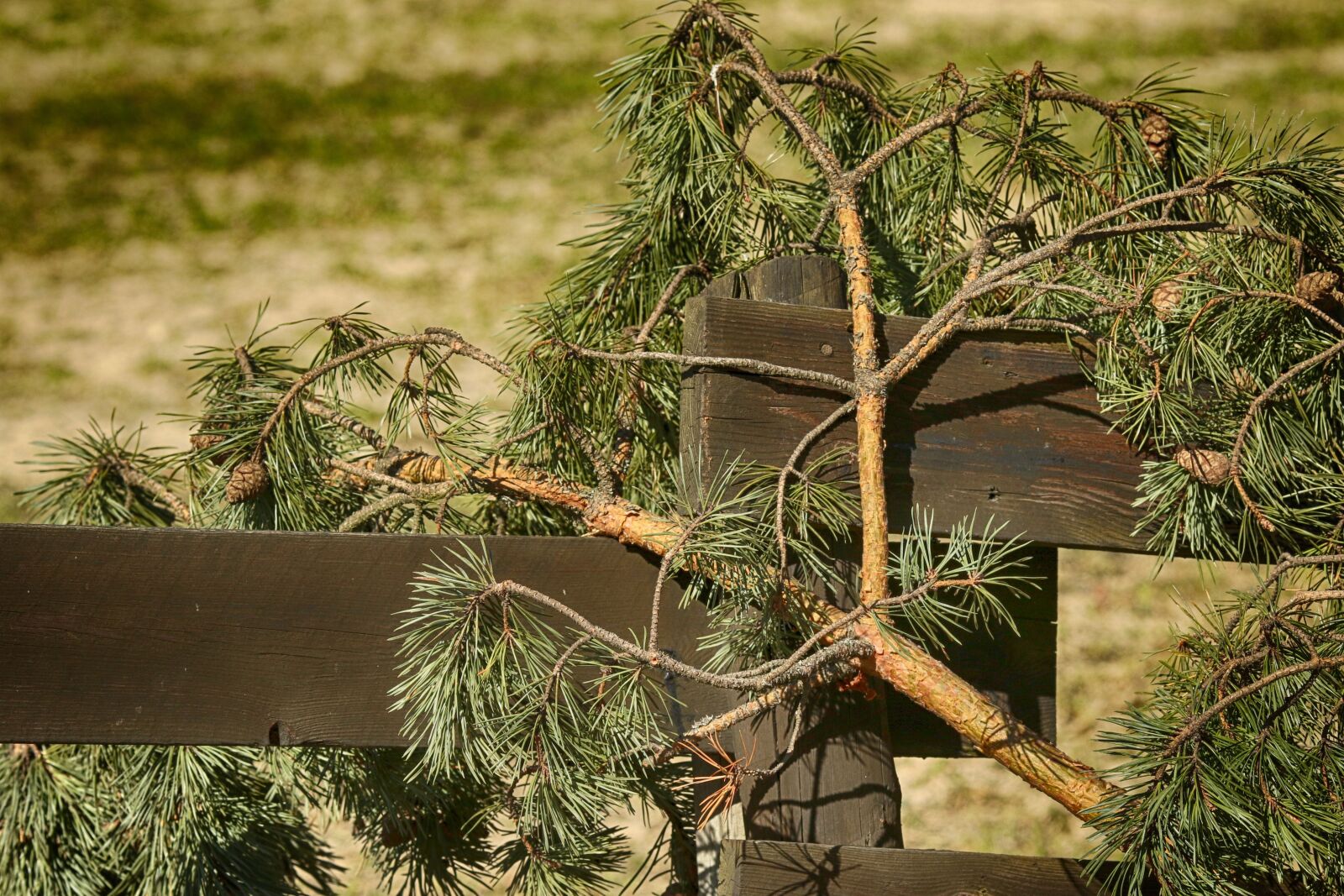 Canon EOS 7D Mark II + Canon EF 135mm F2L USM sample photo. Grid, tree, nature photography