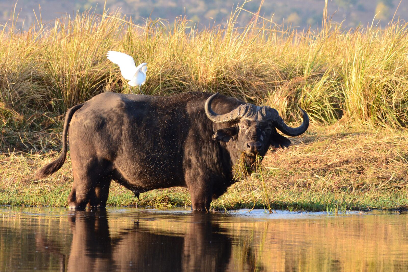 Nikon D7000 sample photo. Water buffalo, buffalo, animals photography