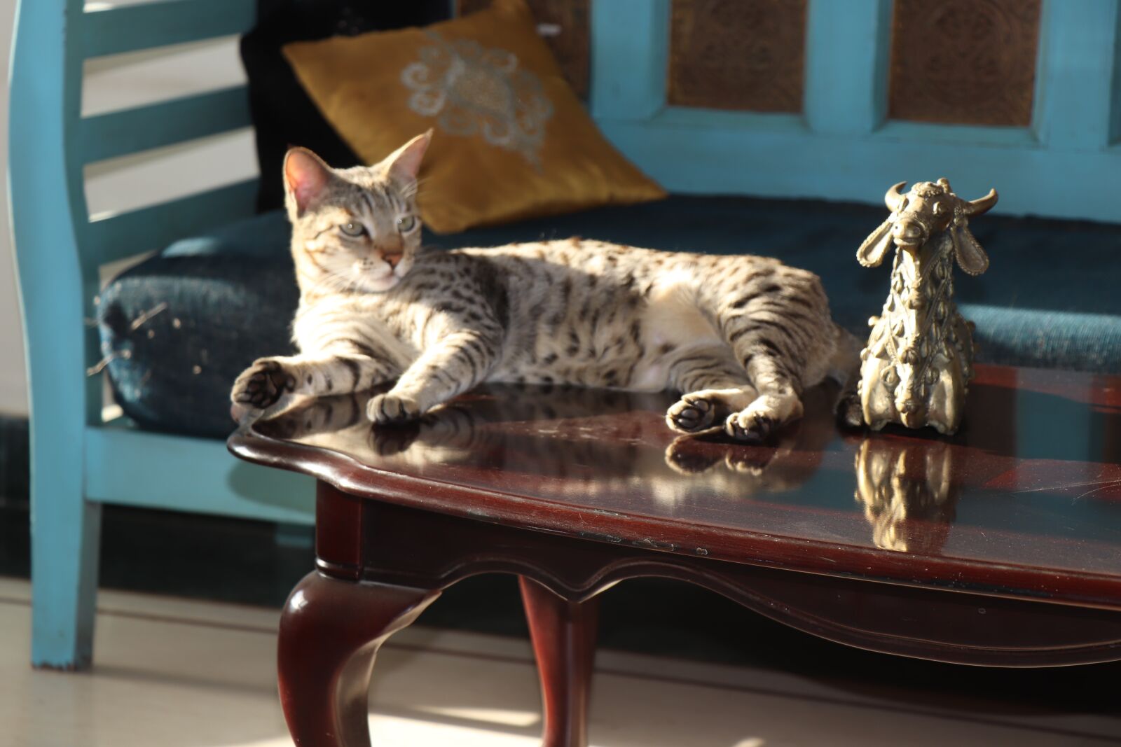 Canon EF-S 18-135mm F3.5-5.6 IS USM sample photo. Cats, bull, sunlight photography