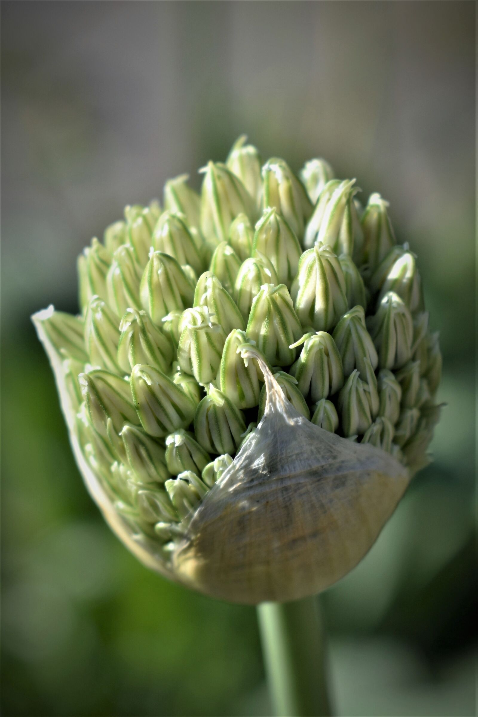 Nikon D5500 sample photo. Ornamental onion, blossom, bloom photography