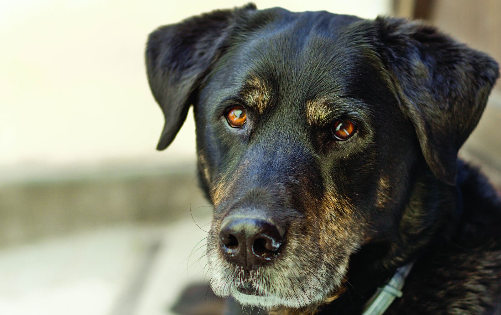 Nikon D5600 sample photo. Dog, ears, eyes photography