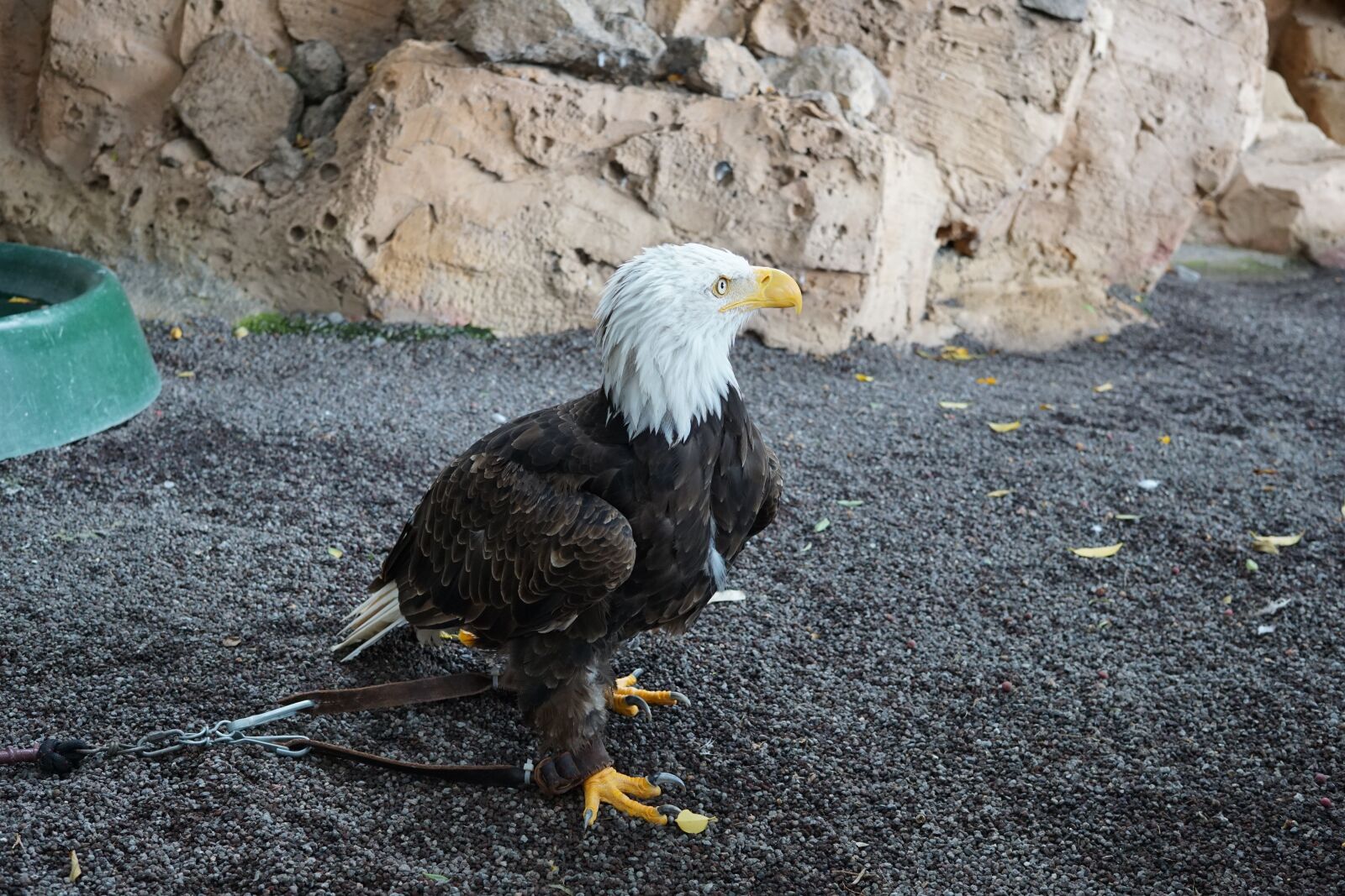 Sony a6000 + Sigma 30mm F2.8 EX DN sample photo. Nature, outdoors, bird photography