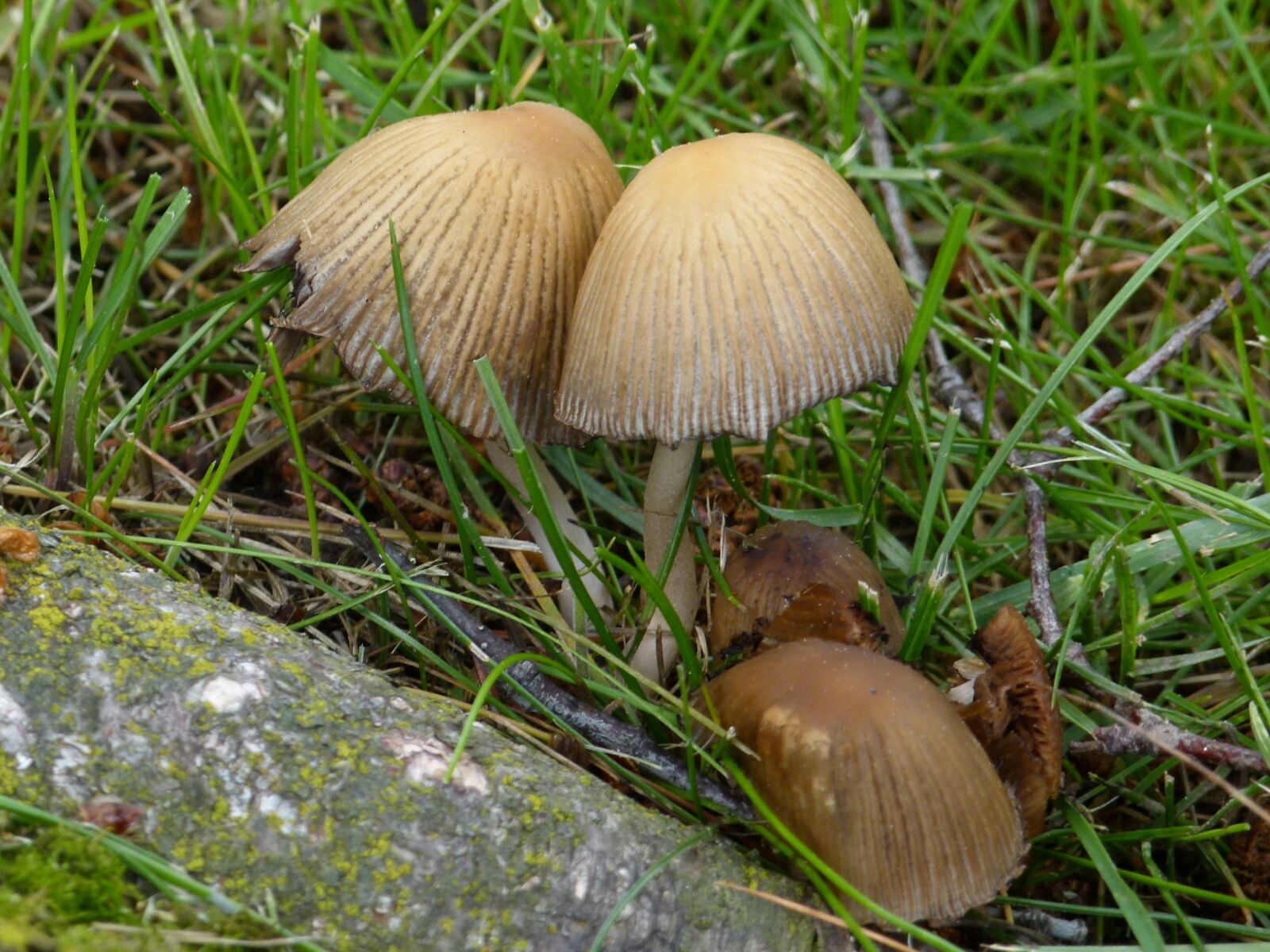 Panasonic Lumix DMC-FZ100 sample photo. Wild mushrooms, tree, log photography