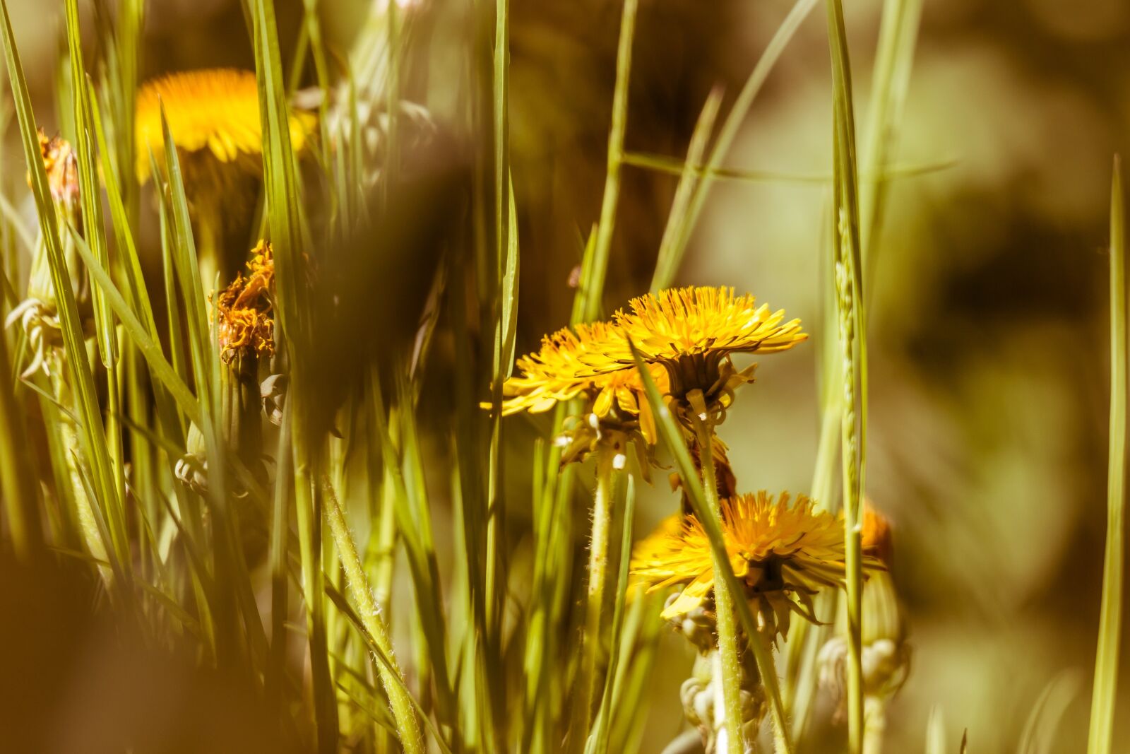 Samsung NX300M + Samsung NX 50-200mm F4-5.6 ED OIS sample photo. Dandelion, yellow, flower photography