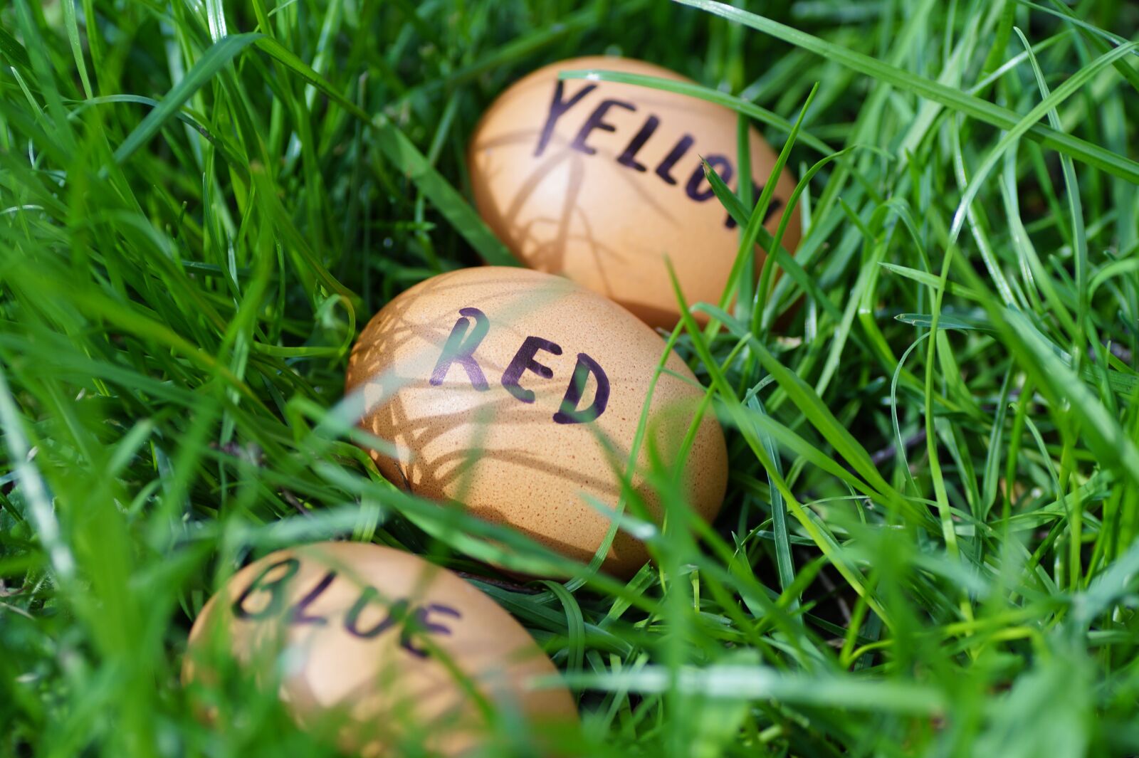 Sony SLT-A58 sample photo. Easter, eggs, easter eggs photography