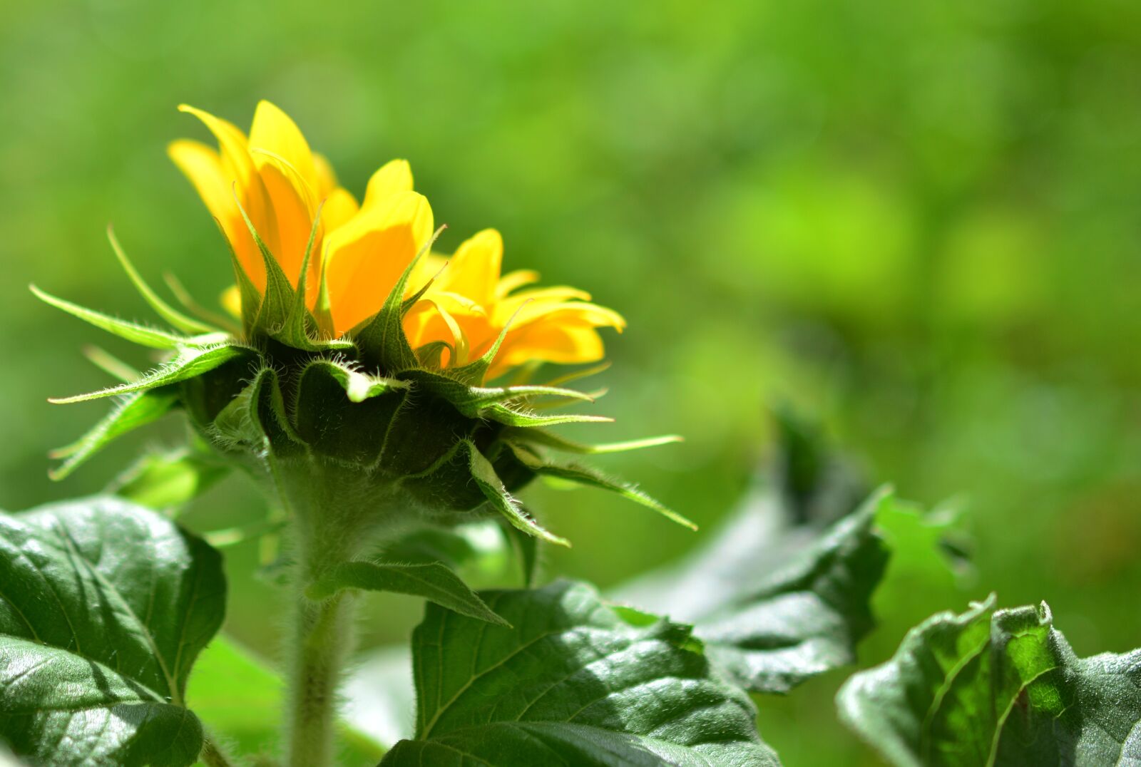 Nikon D5200 sample photo. Sunflower, flower, summer flower photography