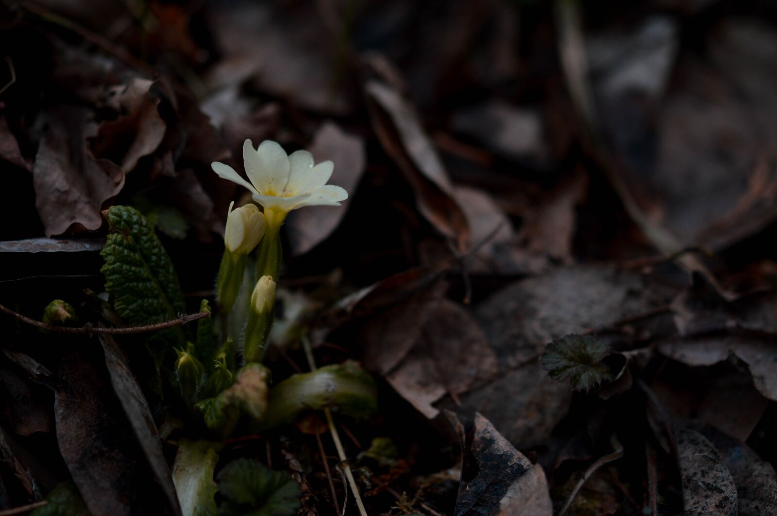 Nikon D3200 sample photo. Flower, buds, petals photography
