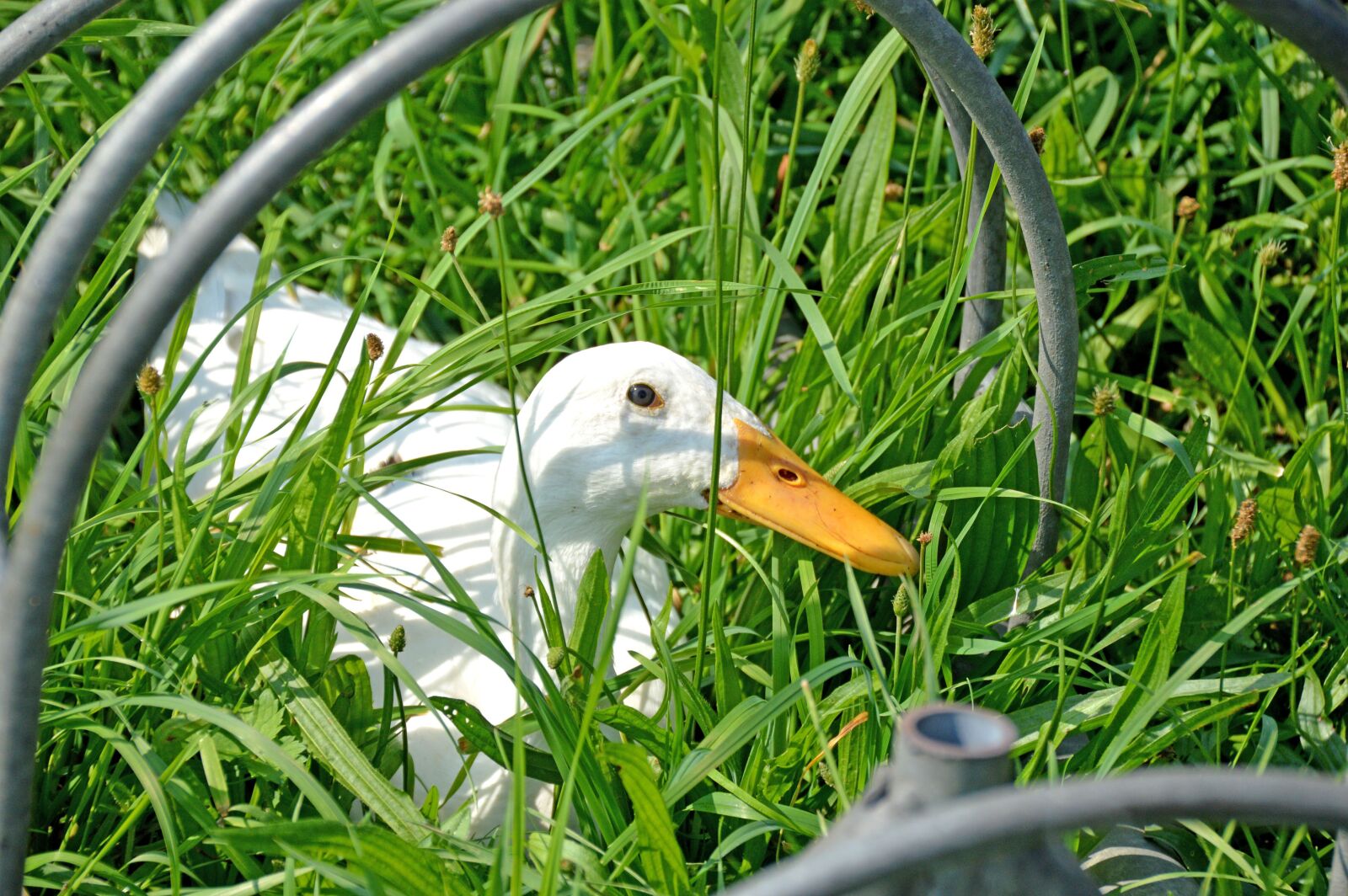 Nikon D3200 sample photo. Laufente, running duck, grass photography