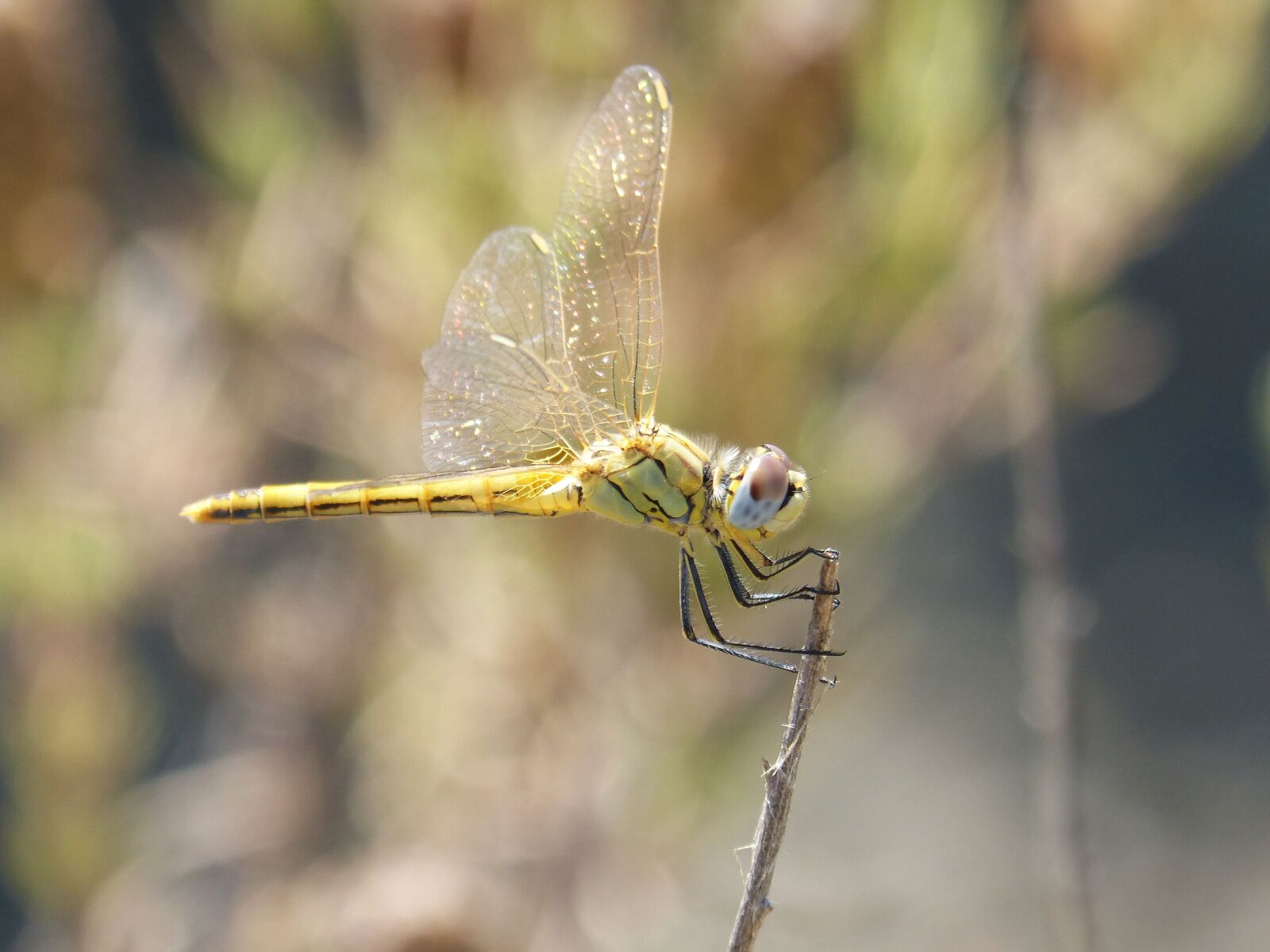 Panasonic DMC-FZ62 sample photo. Ib lula, yellow dragonfly photography