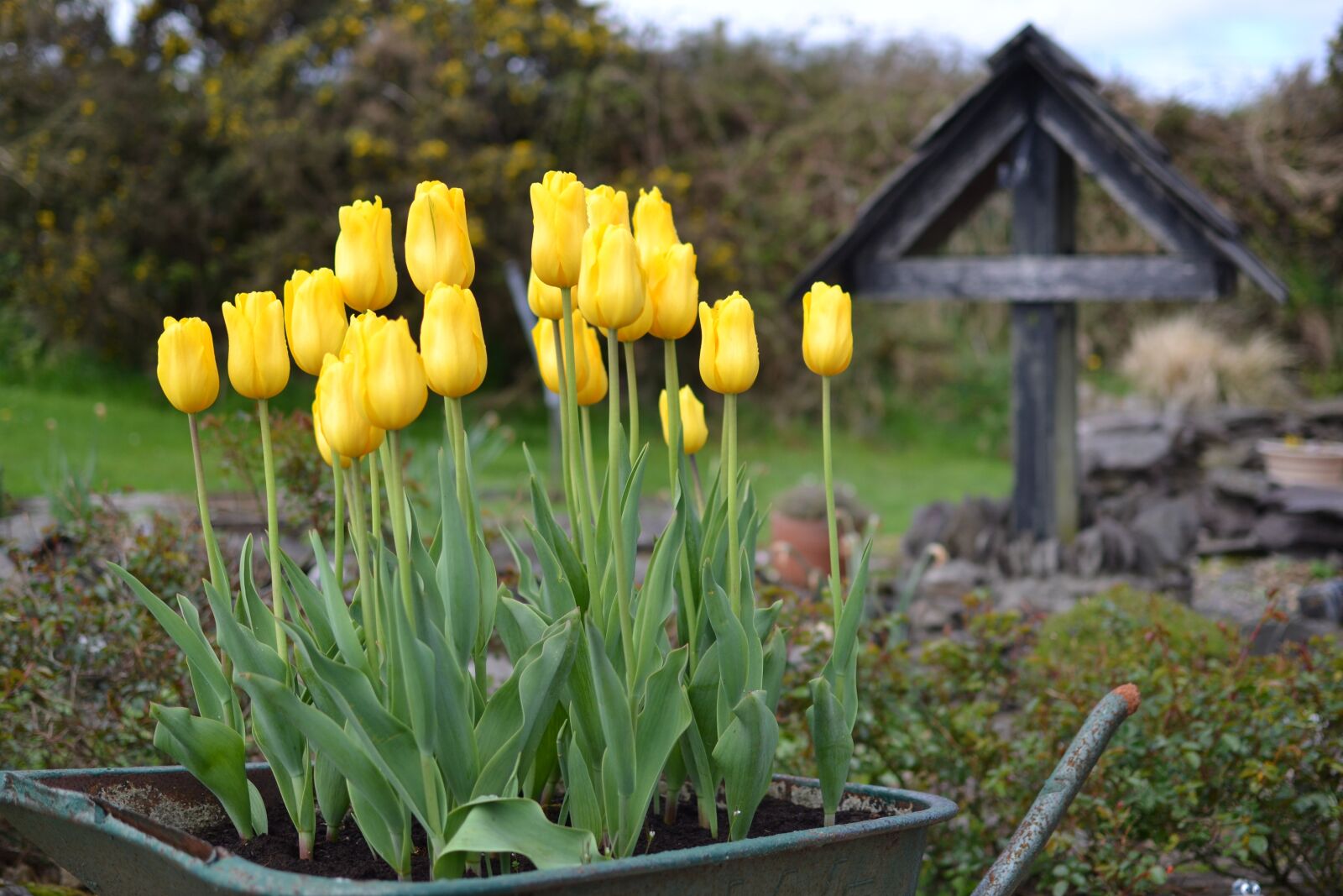Nikon D3100 sample photo. Nature, flower, garden photography