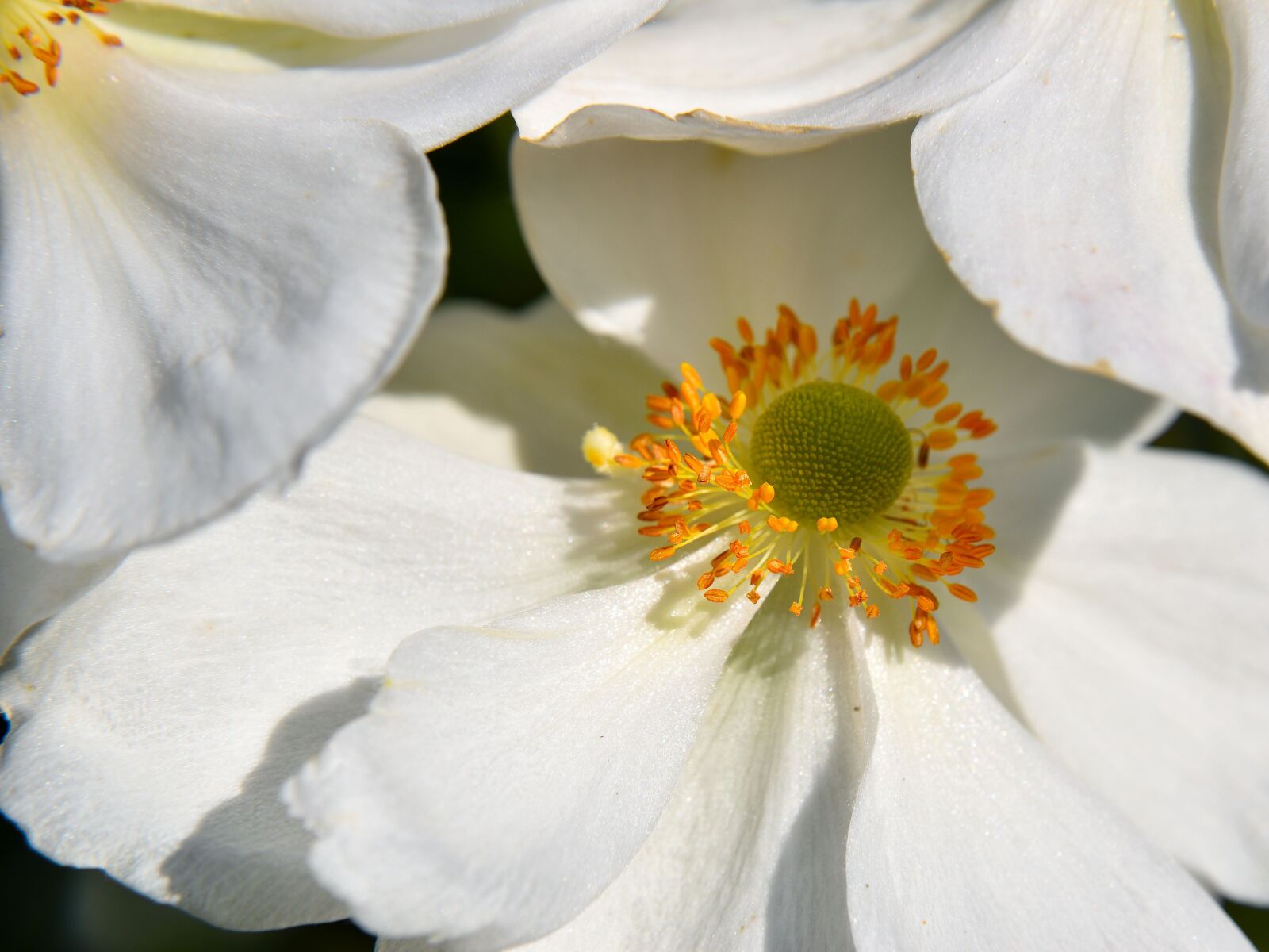 Nikon D5500 sample photo. Flower, close up, nature photography