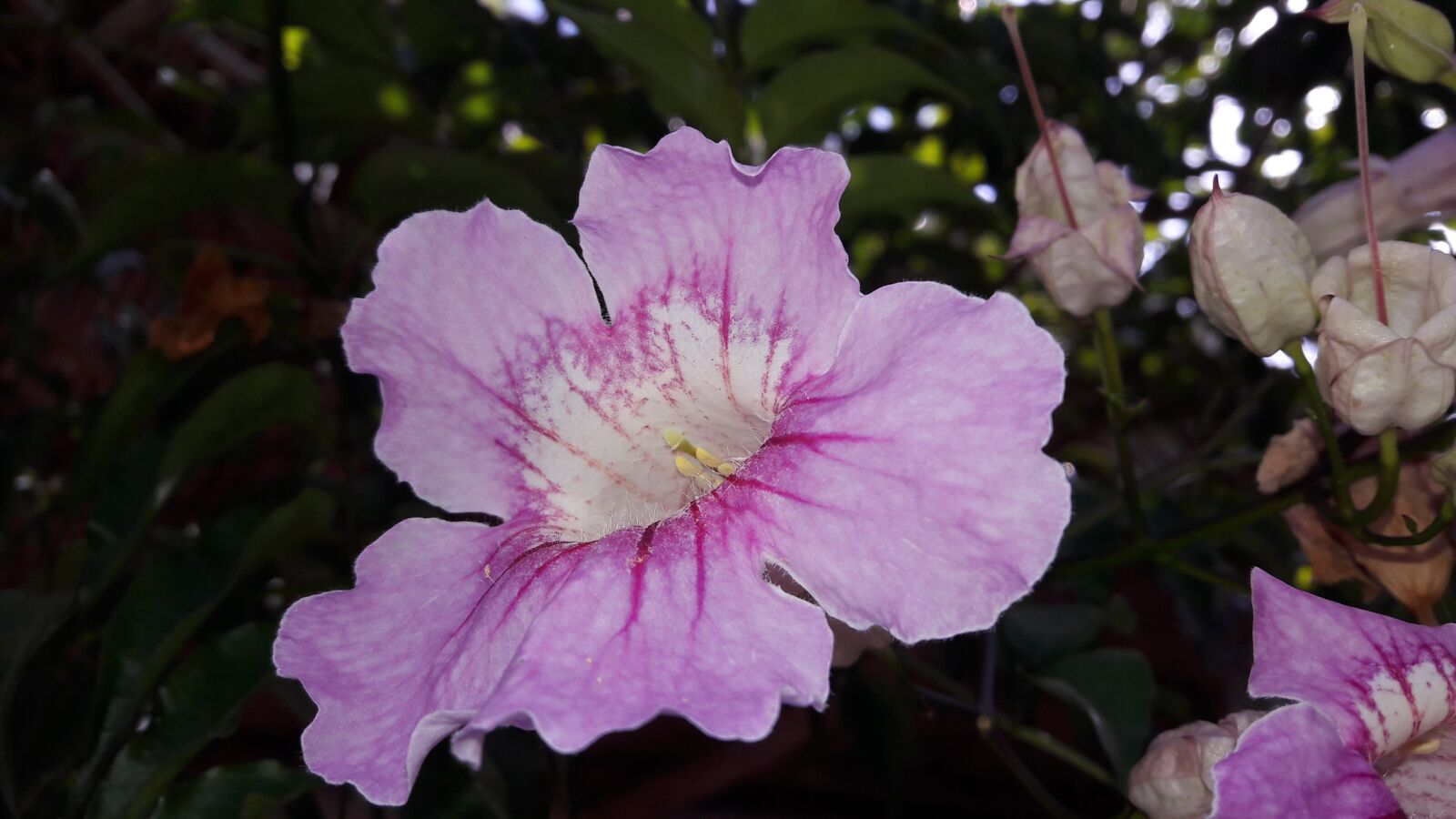 Samsung Galaxy J7 sample photo. Vine florida, plant, flower photography