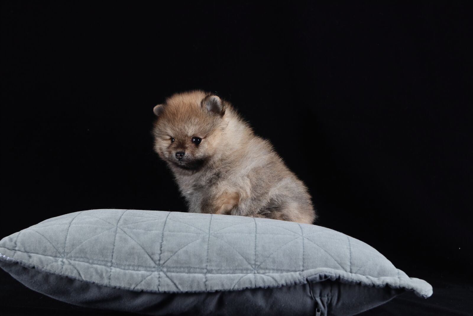 Canon EF 16-35mm F2.8L II USM sample photo. Pomeranian, dog, brown photography