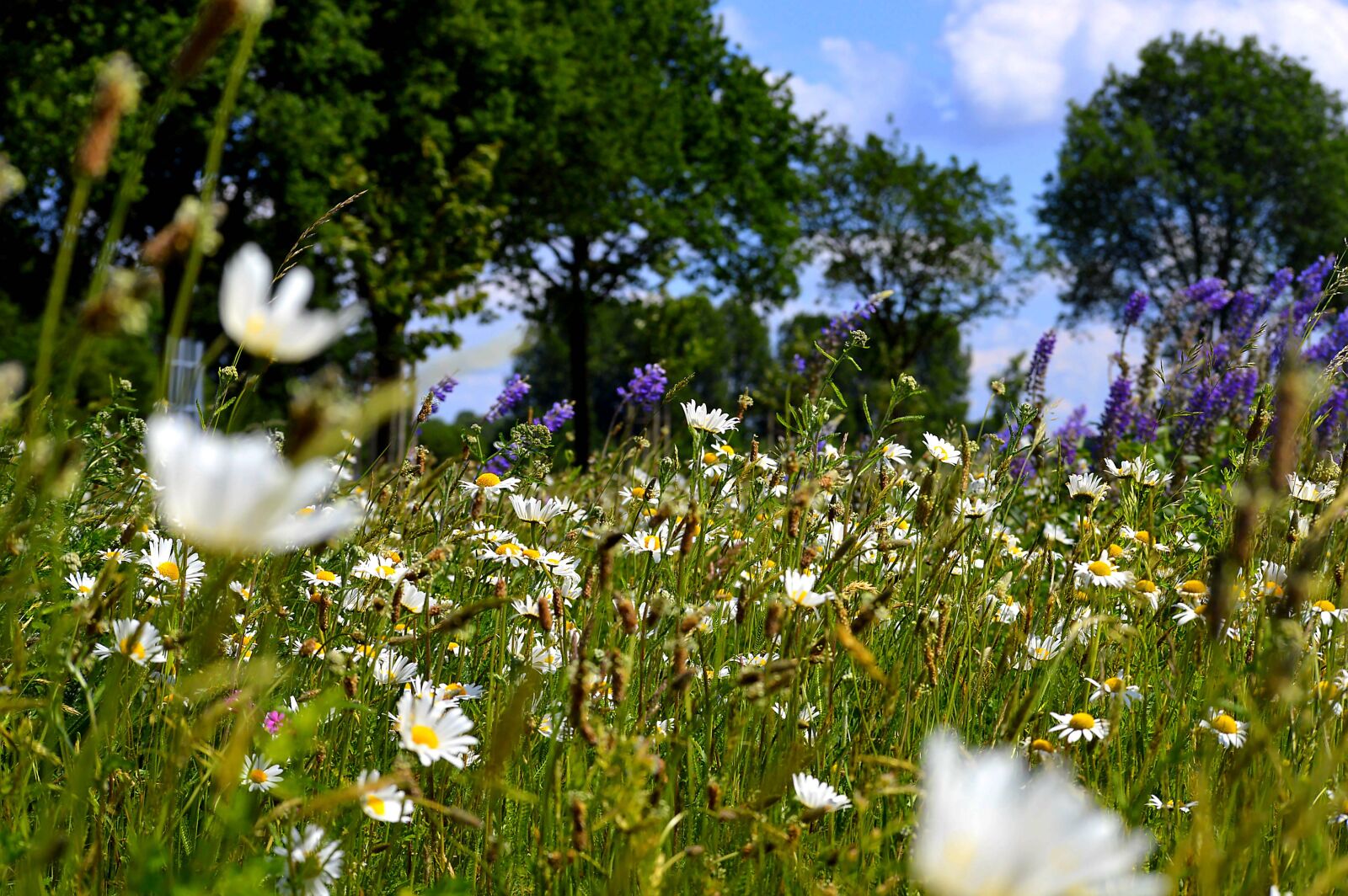 Nikon D3200 sample photo. Flower meadow, trees, meadow photography