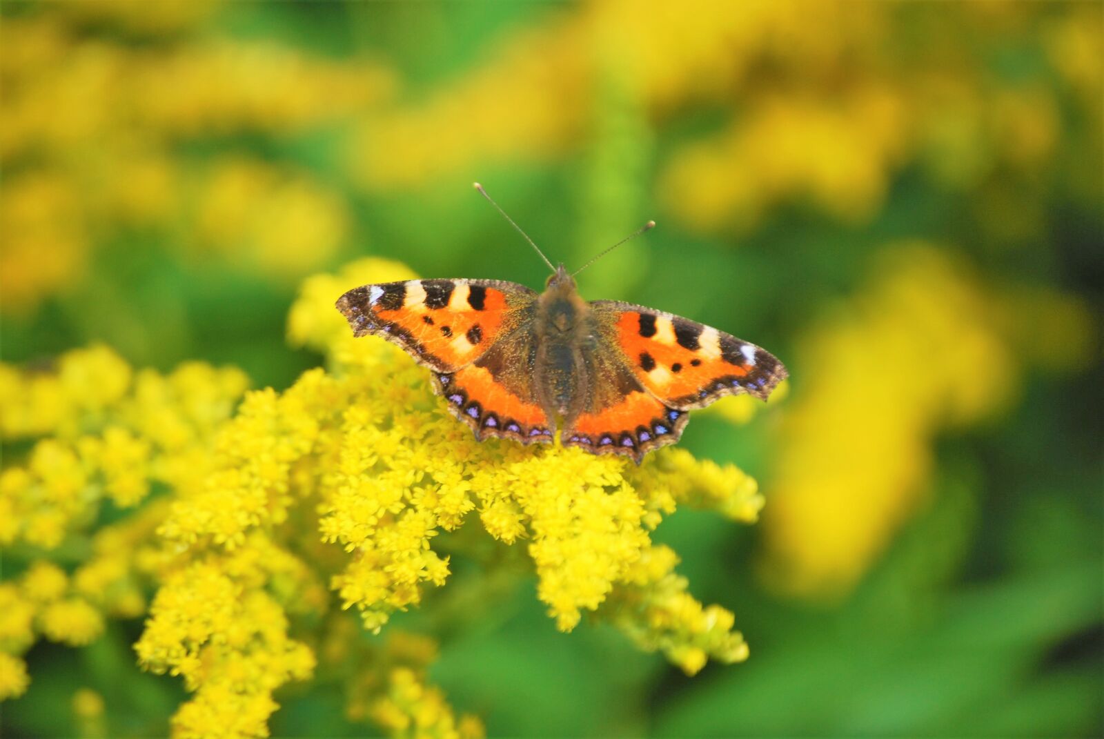 Nikon D40X sample photo. Butterfly, butterflies, flowers photography