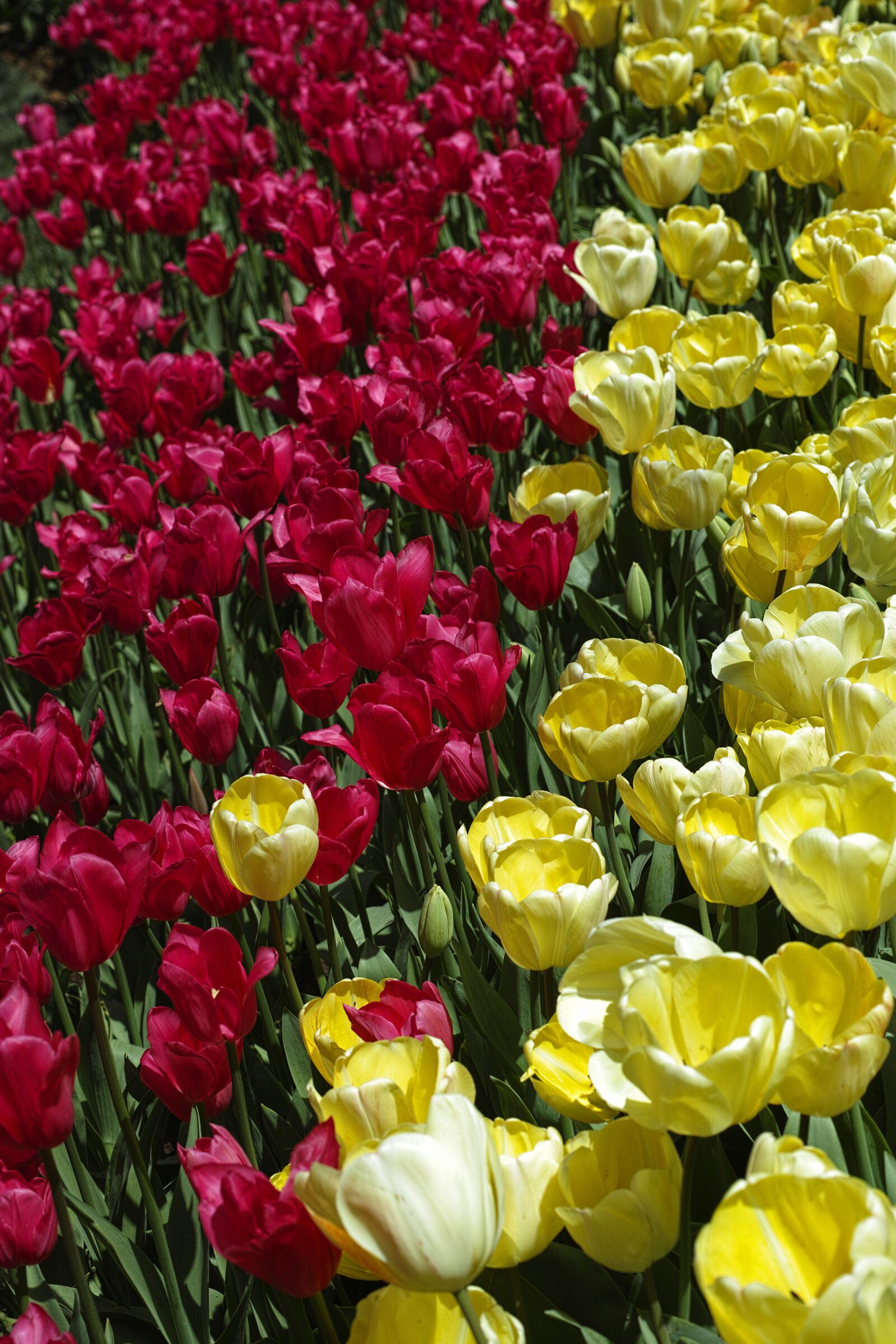Sigma DP3 Merrill sample photo. Tulips, flower, flowers photography