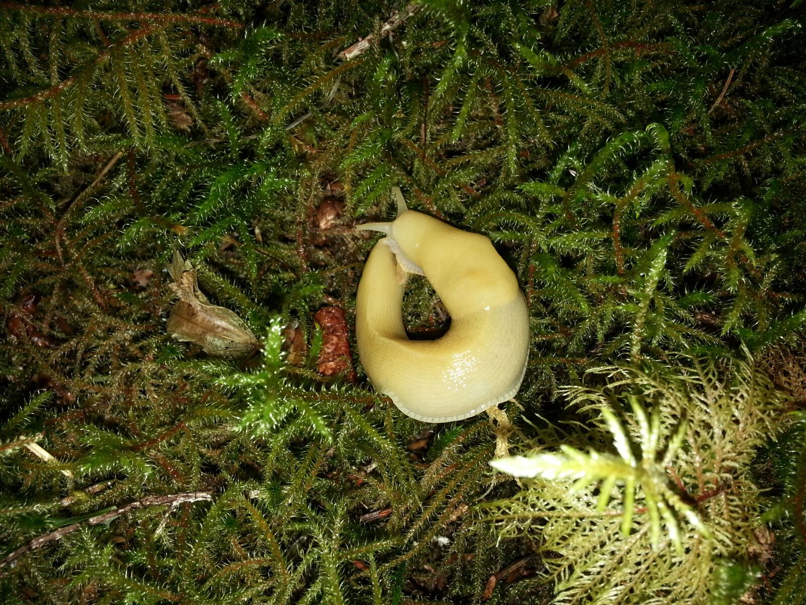 Samsung Galaxy Note2 sample photo. Banana slug, slug, rainforest photography