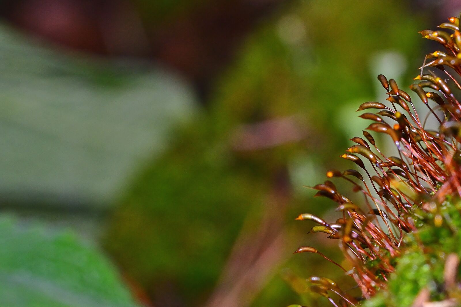 Nikon D5200 sample photo. Nature, forest, moss photography