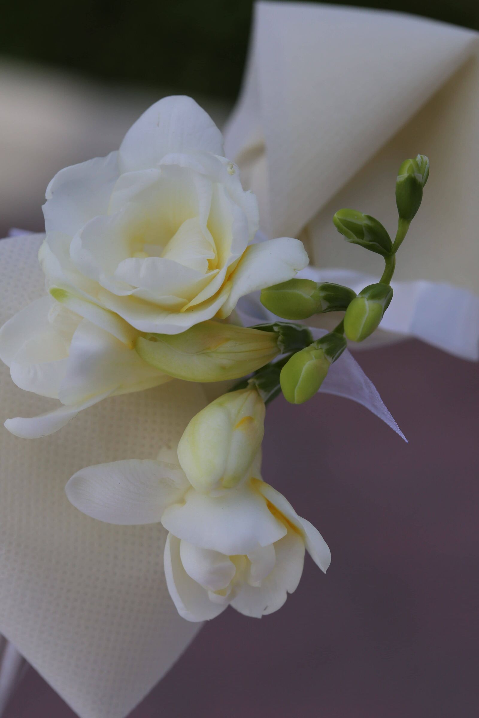 Canon EF 100mm F2.8 Macro USM sample photo. Silk, white flower, flower photography