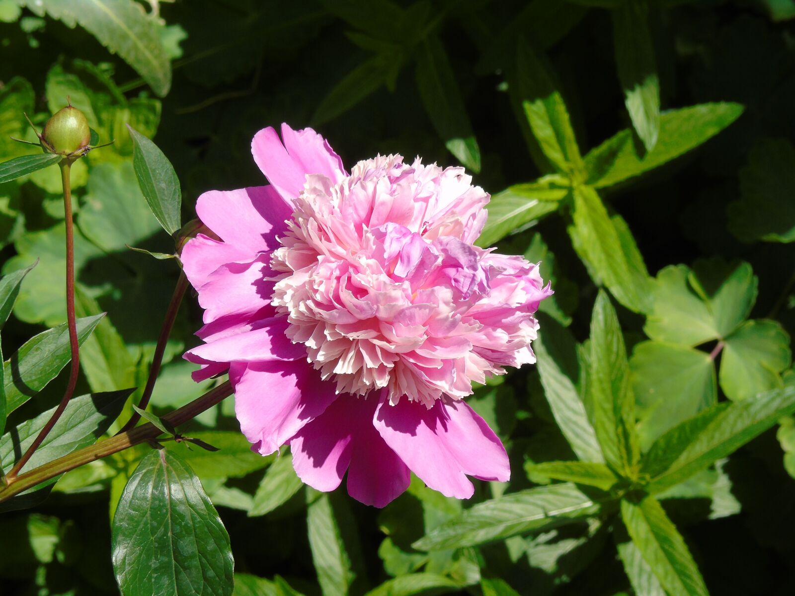 Sony Cyber-shot DSC-H400 sample photo. Flower, pink, peony photography