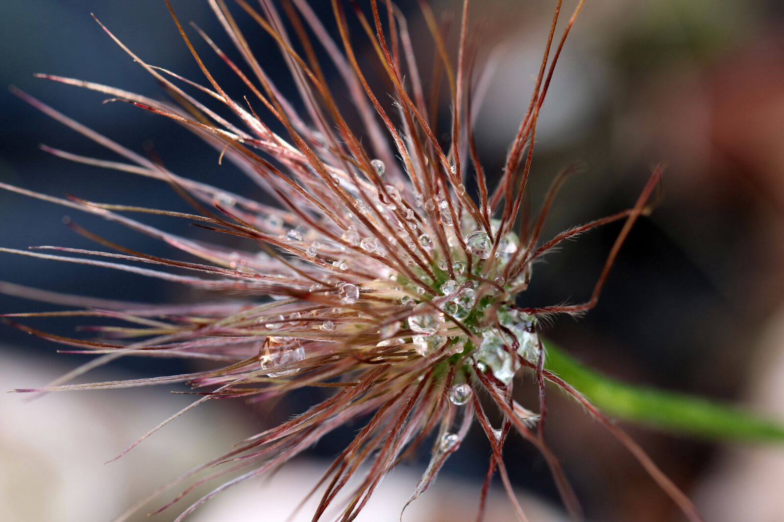 Canon EOS 7D Mark II sample photo. Sasanka, inflorescence, spring photography