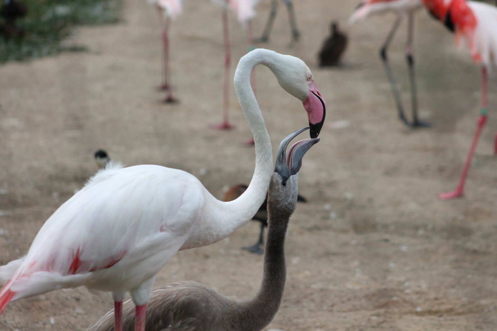 Canon EF 75-300mm f/4-5.6 sample photo. Flamingos, zoo, safari photography