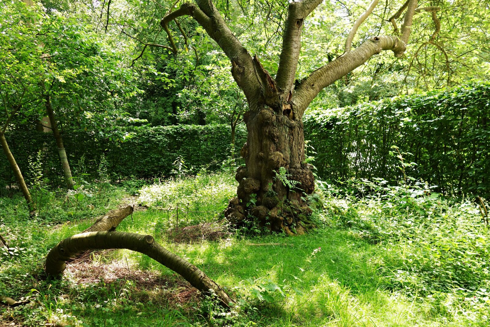 Sony Cyber-shot DSC-RX100 sample photo. Tree, gnarled, trunk photography