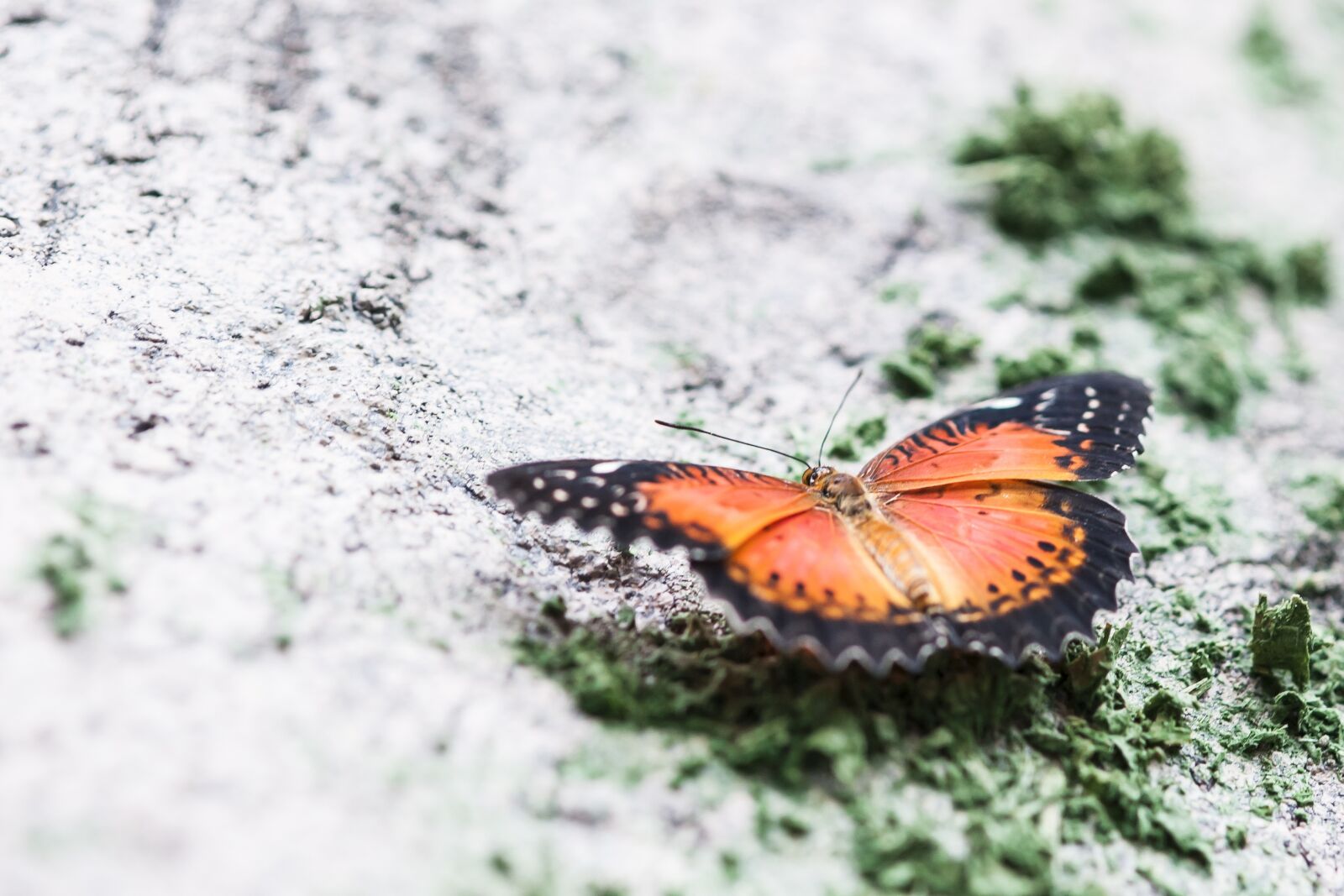 Nikon D700 sample photo. Butterfly, nature, macro photography