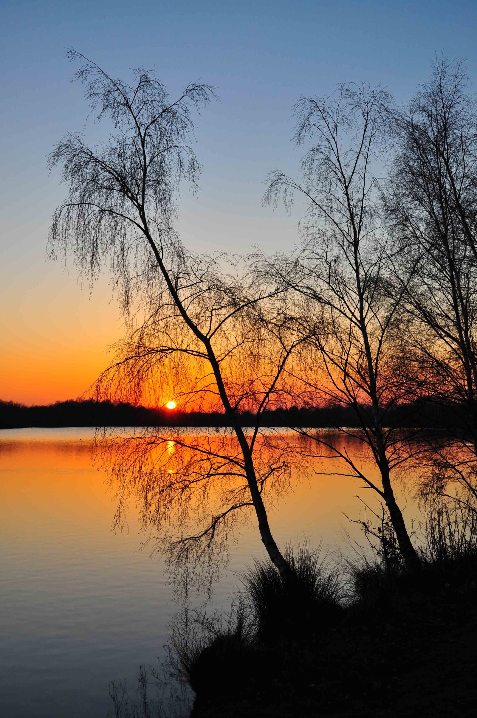 Nikon D90 sample photo. Tree, dawn, nature photography