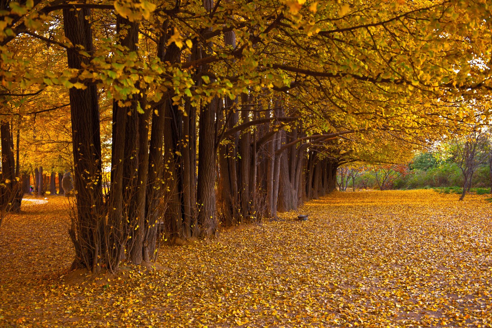 Nikon D3X sample photo. Autumn equinox, autumn, autumn photography
