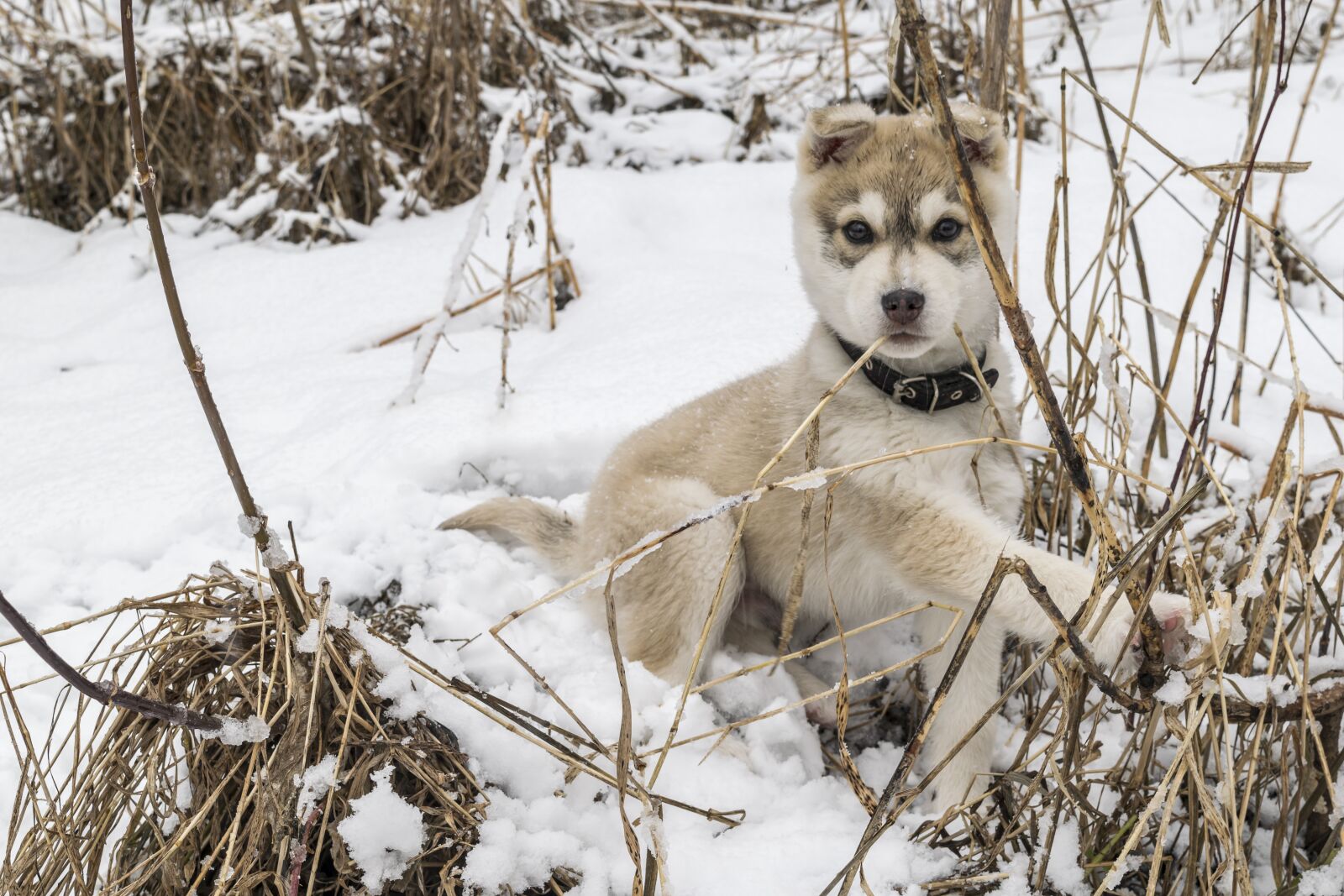 Nikon D3300 sample photo. Puppy, pet, dog photography