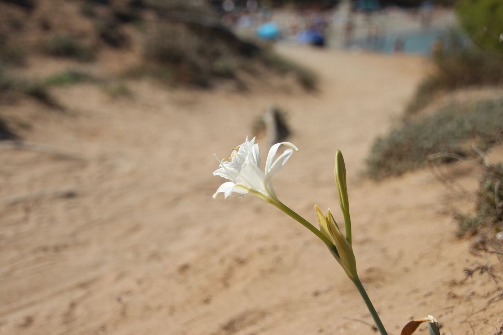 Canon EOS 600D (Rebel EOS T3i / EOS Kiss X5) sample photo. Flower, sand, beach photography