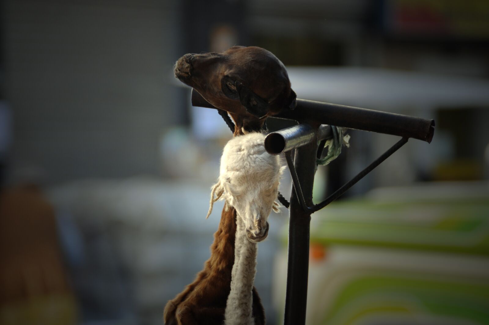 Nikon D90 sample photo. Lama, head, superstition photography