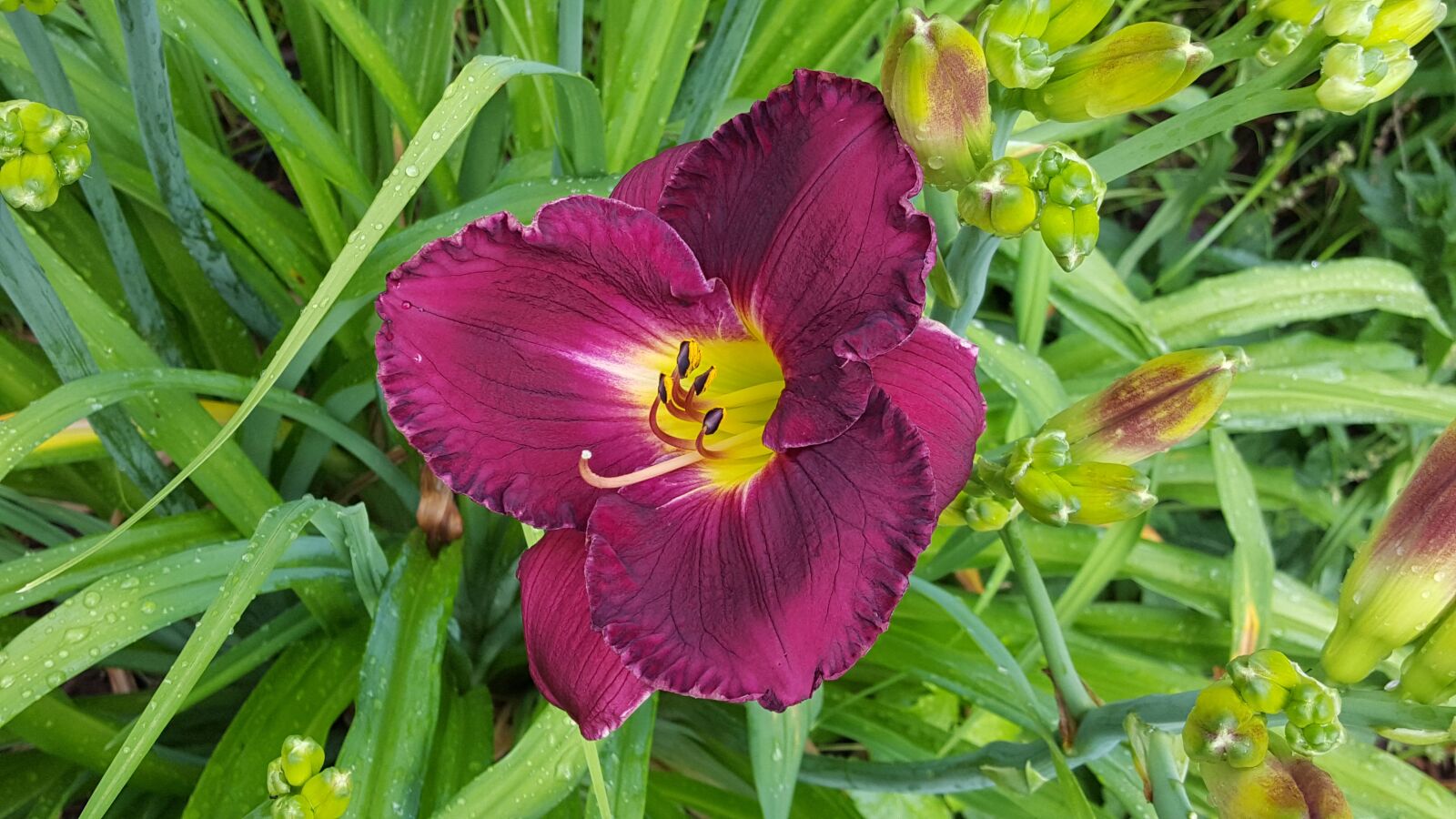 Samsung Galaxy Note5 sample photo. Daylily, flower, garden photography