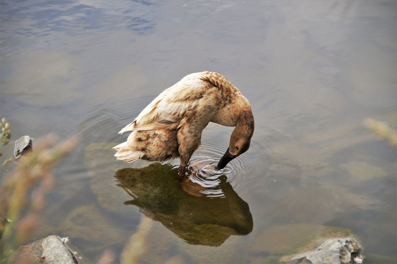 Sony SLT-A58 sample photo. Duck, runner, indian photography