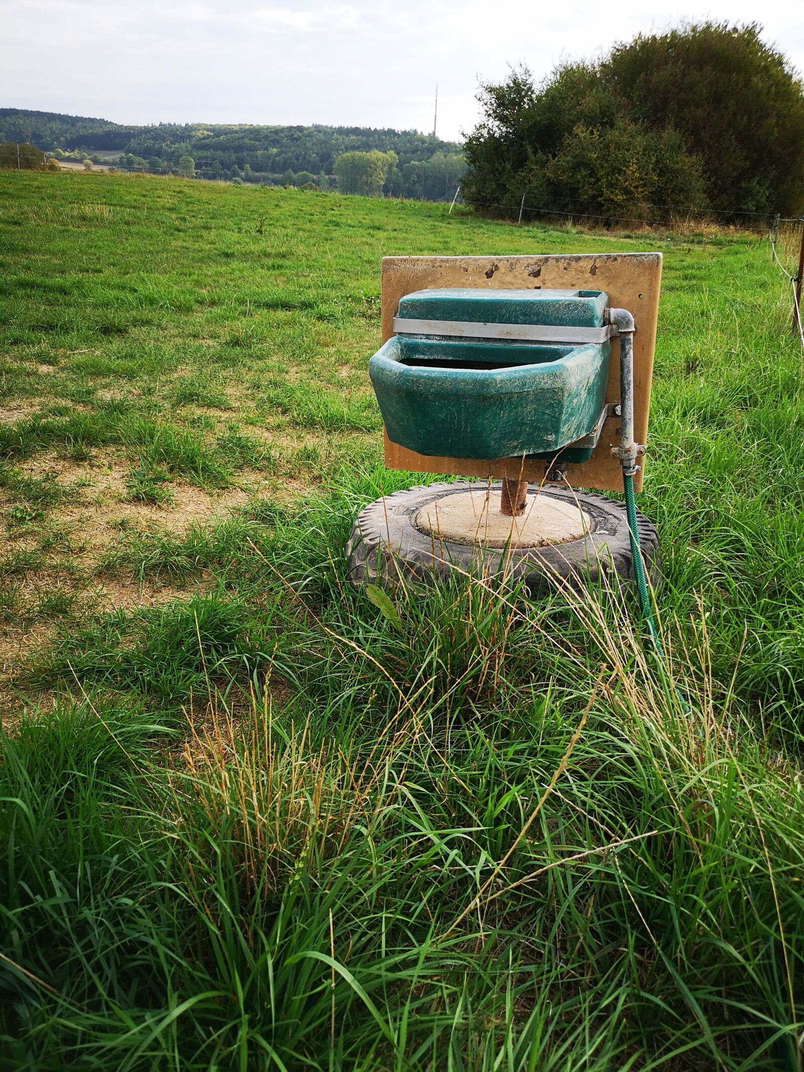 HUAWEI CLT-L29 sample photo. Animal potions, field, sky photography