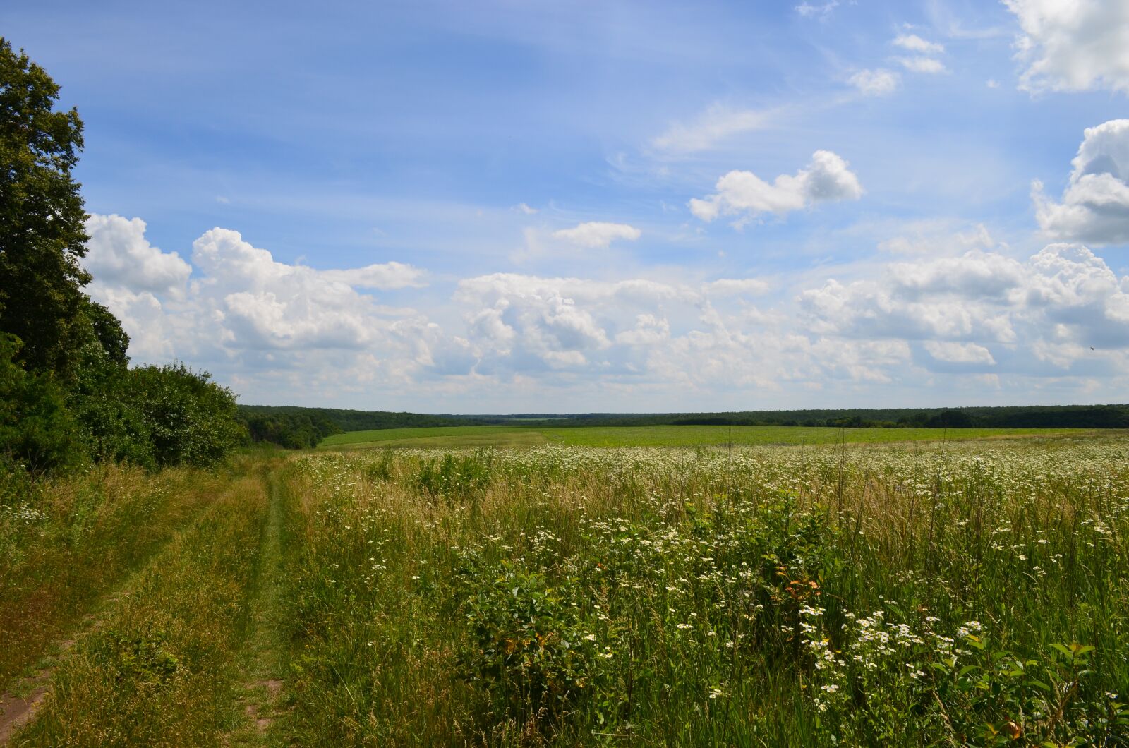 Nikon D5100 sample photo. Field, forest, road photography